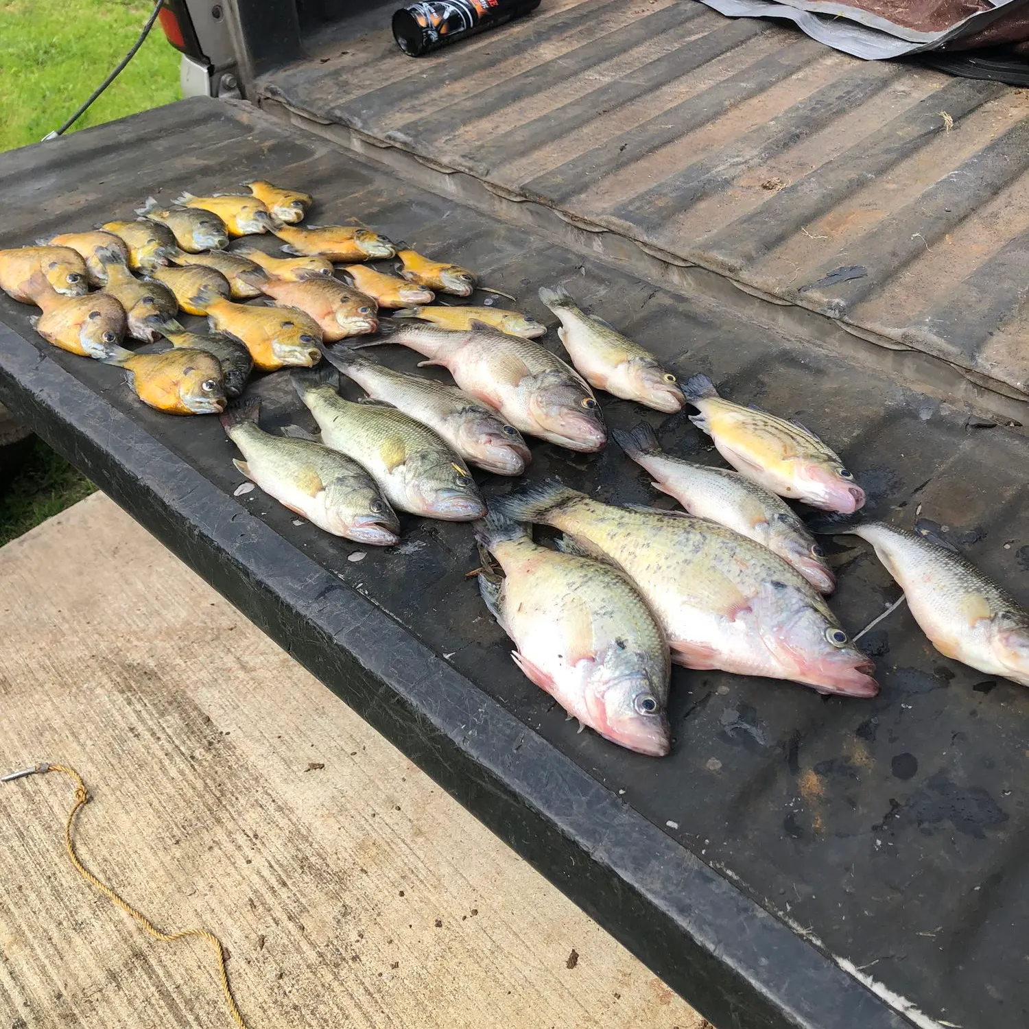 recently logged catches