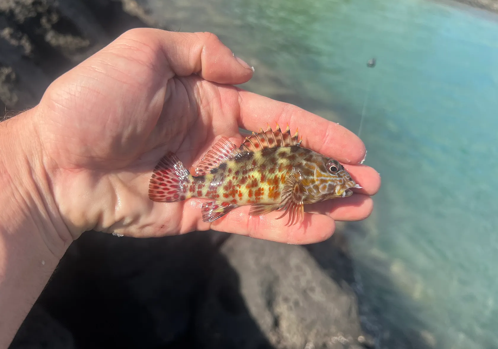 Stocky hawkfish