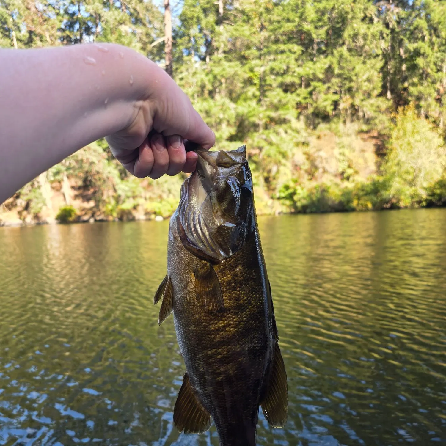 Smallmouth bass caught on Fishbrain