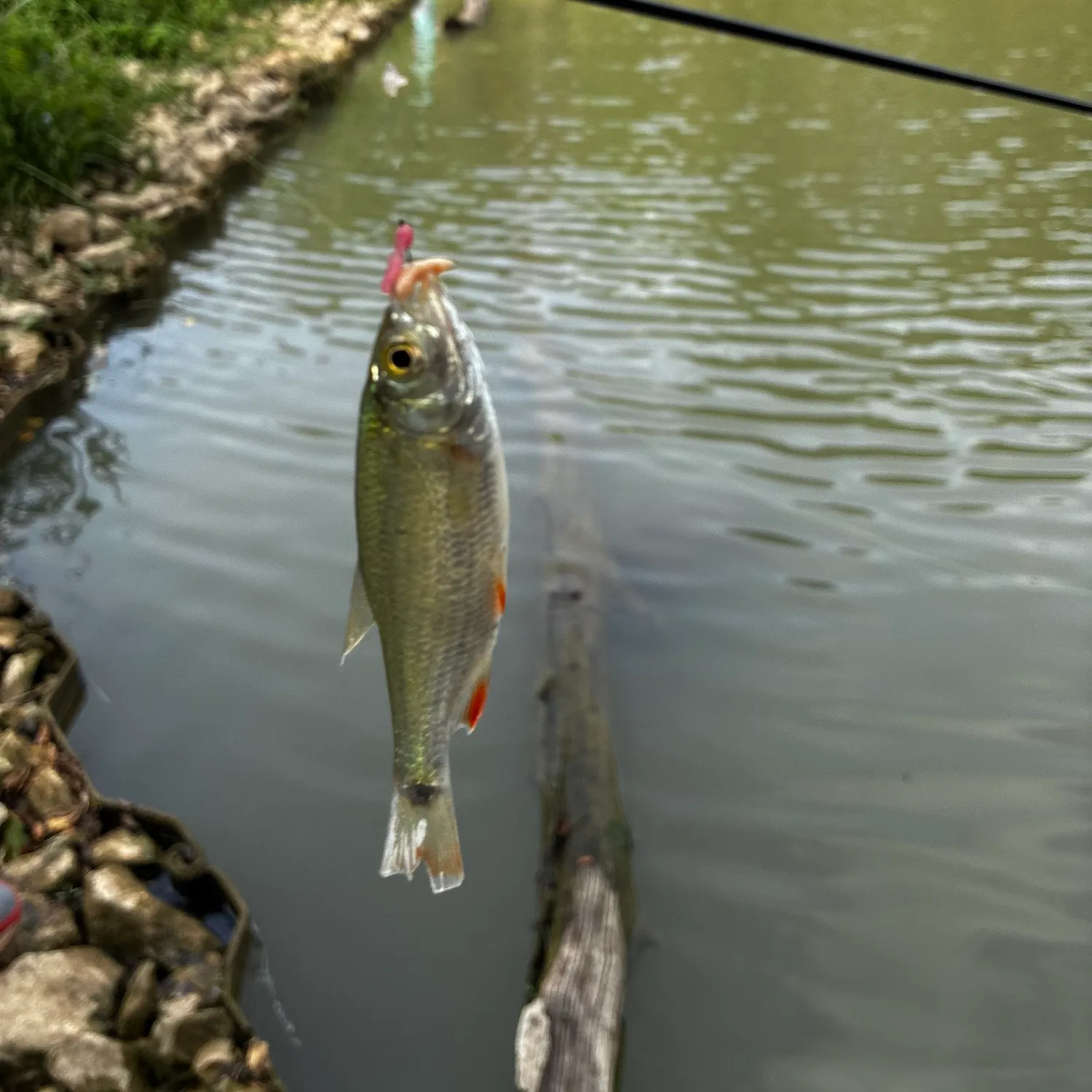 The most recent Ohrid roach catches on Fishbrain