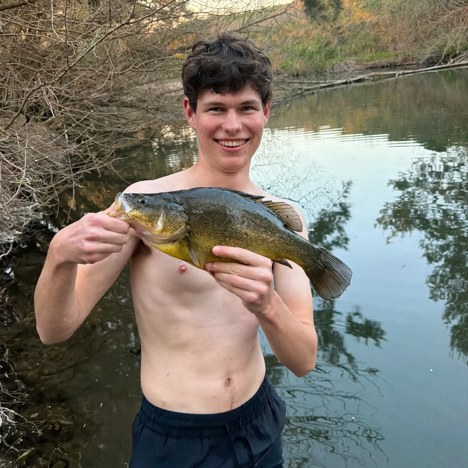 Golden perch caught on Fishbrain