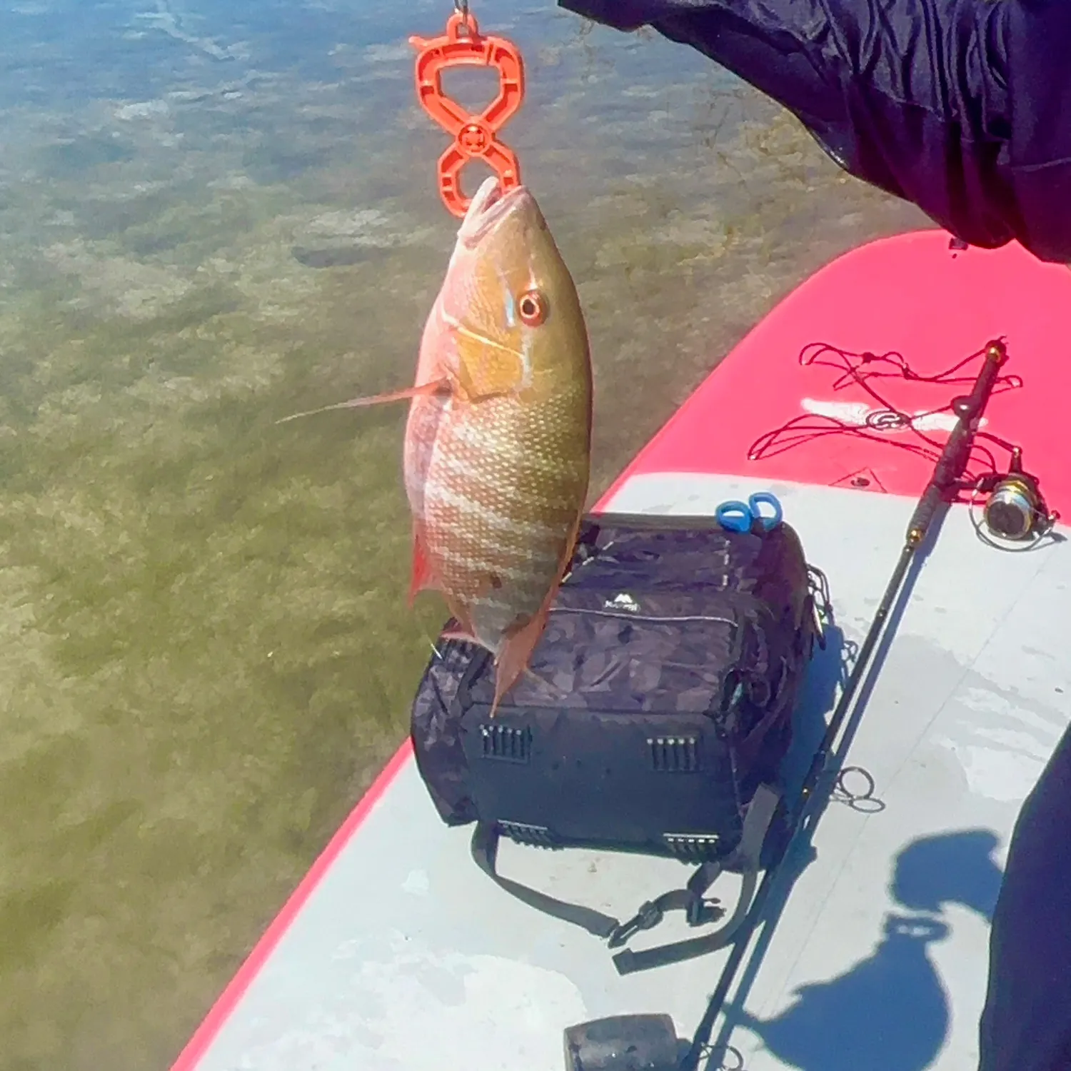 The most recent Mutton snapper catches on Fishbrain