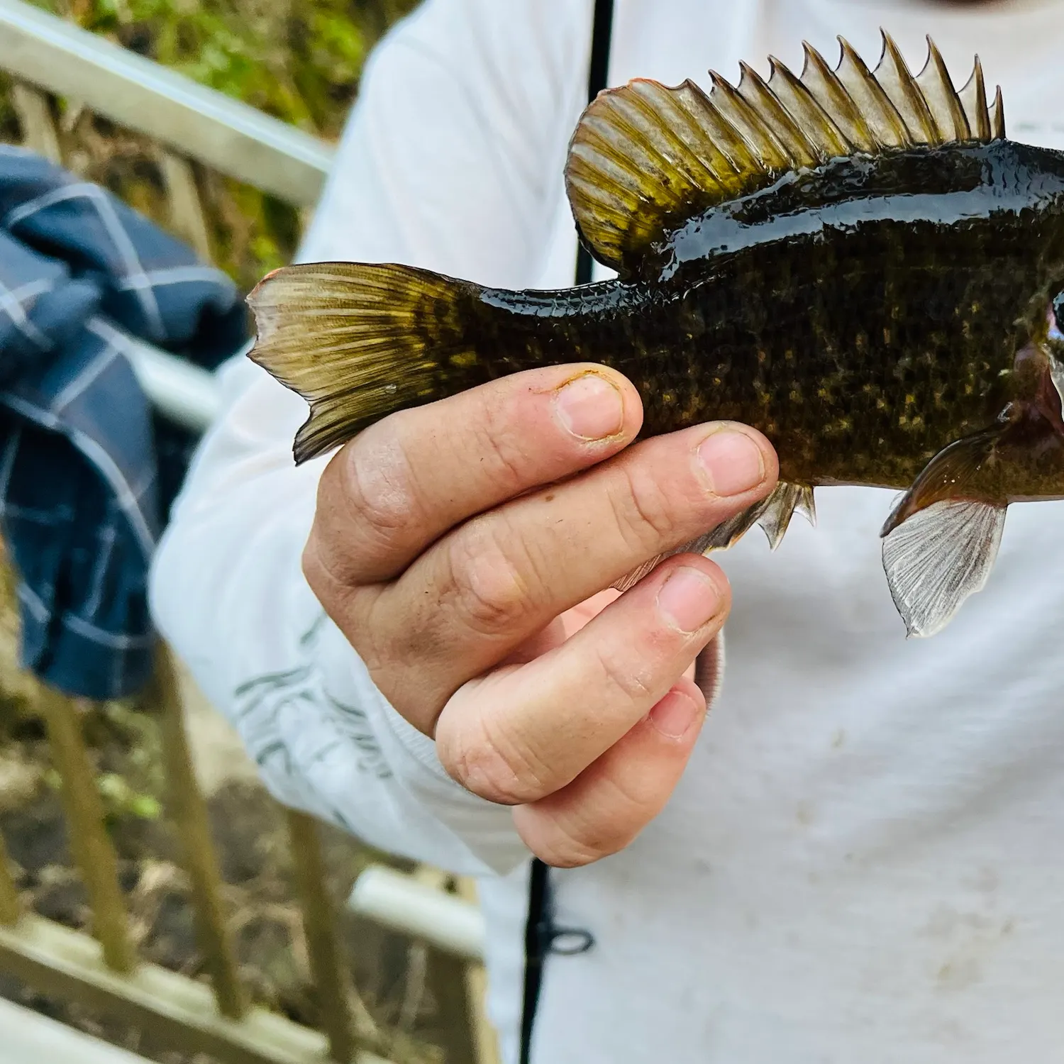 Warmouth caught on Fishbrain