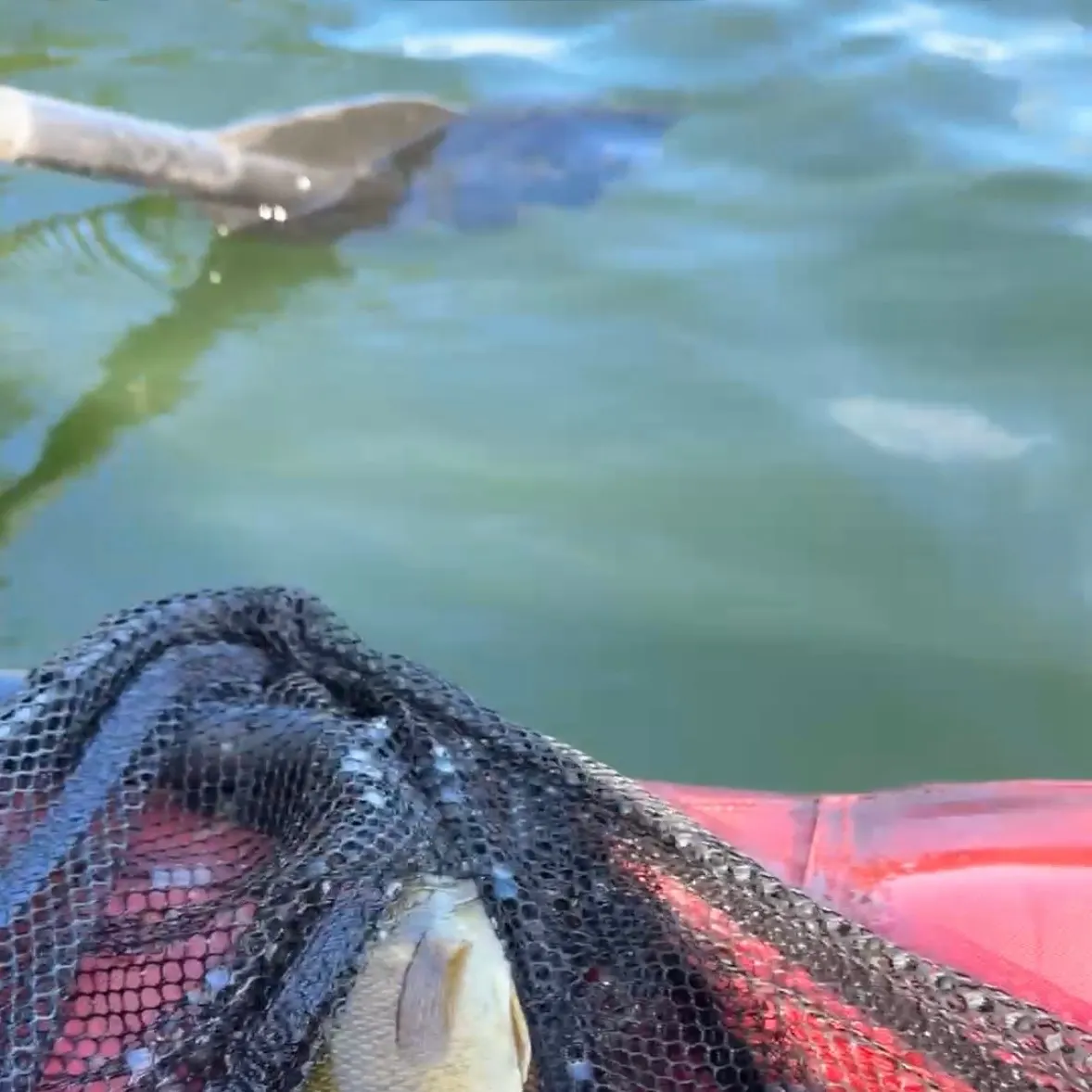 Smallmouth bass caught on Fishbrain