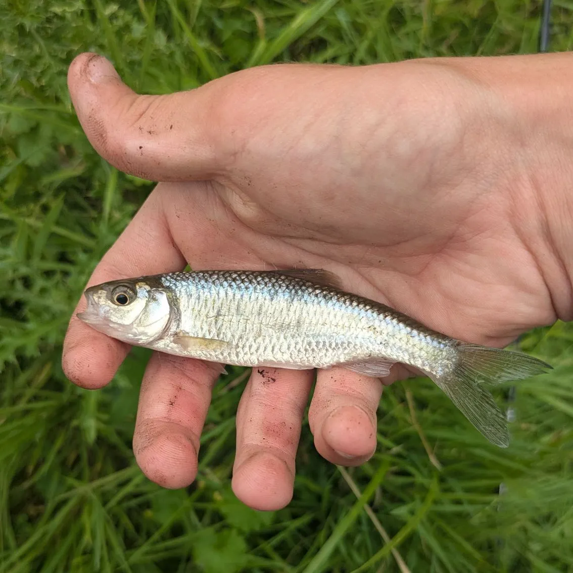The most recent Common shiner catches on Fishbrain