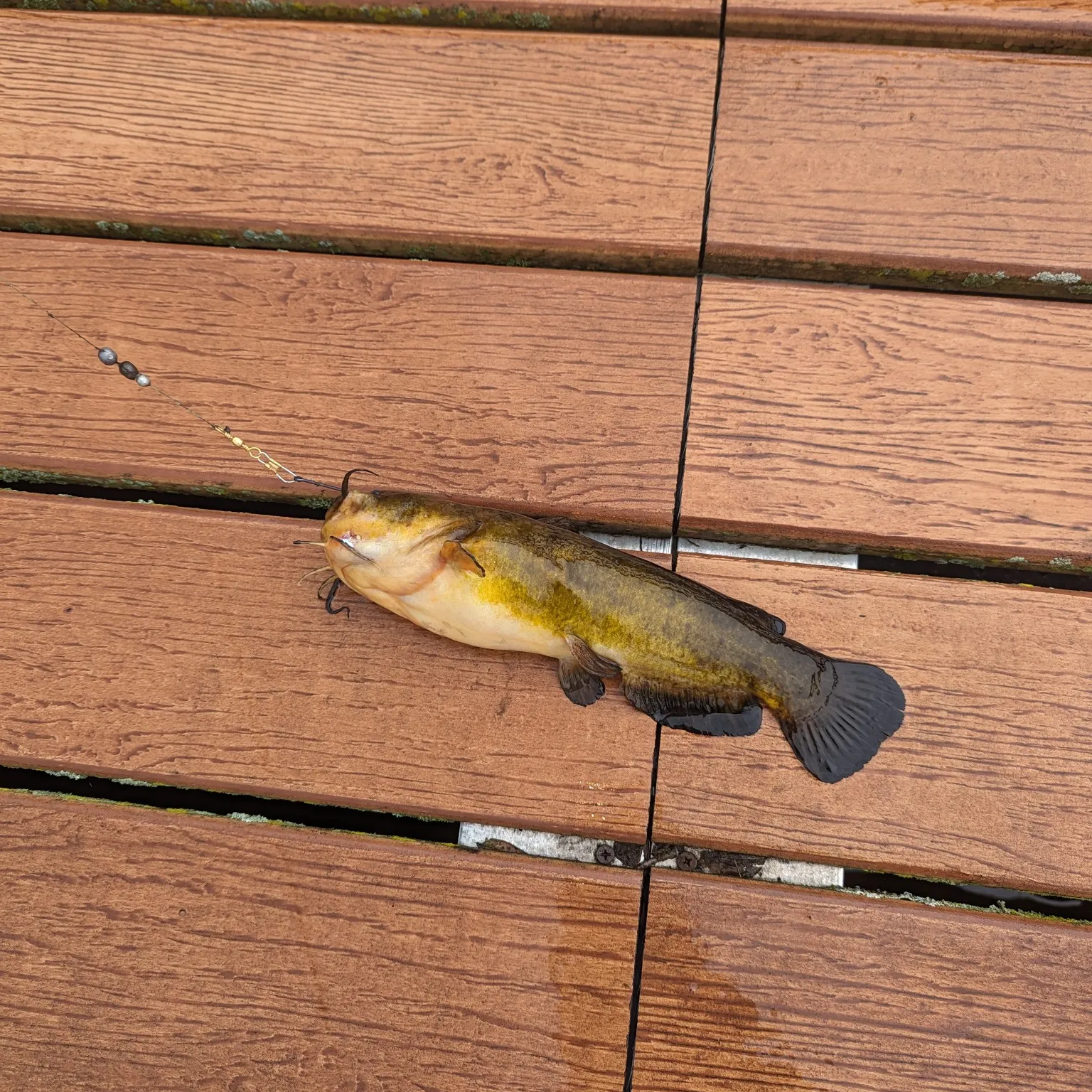 angler catch
