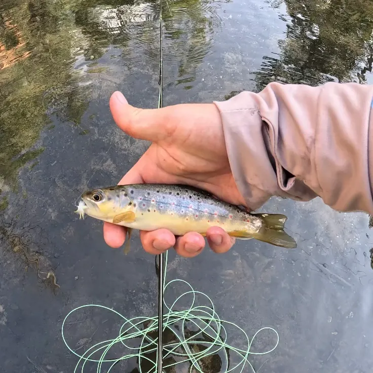Brown trout caught on Fishbrain