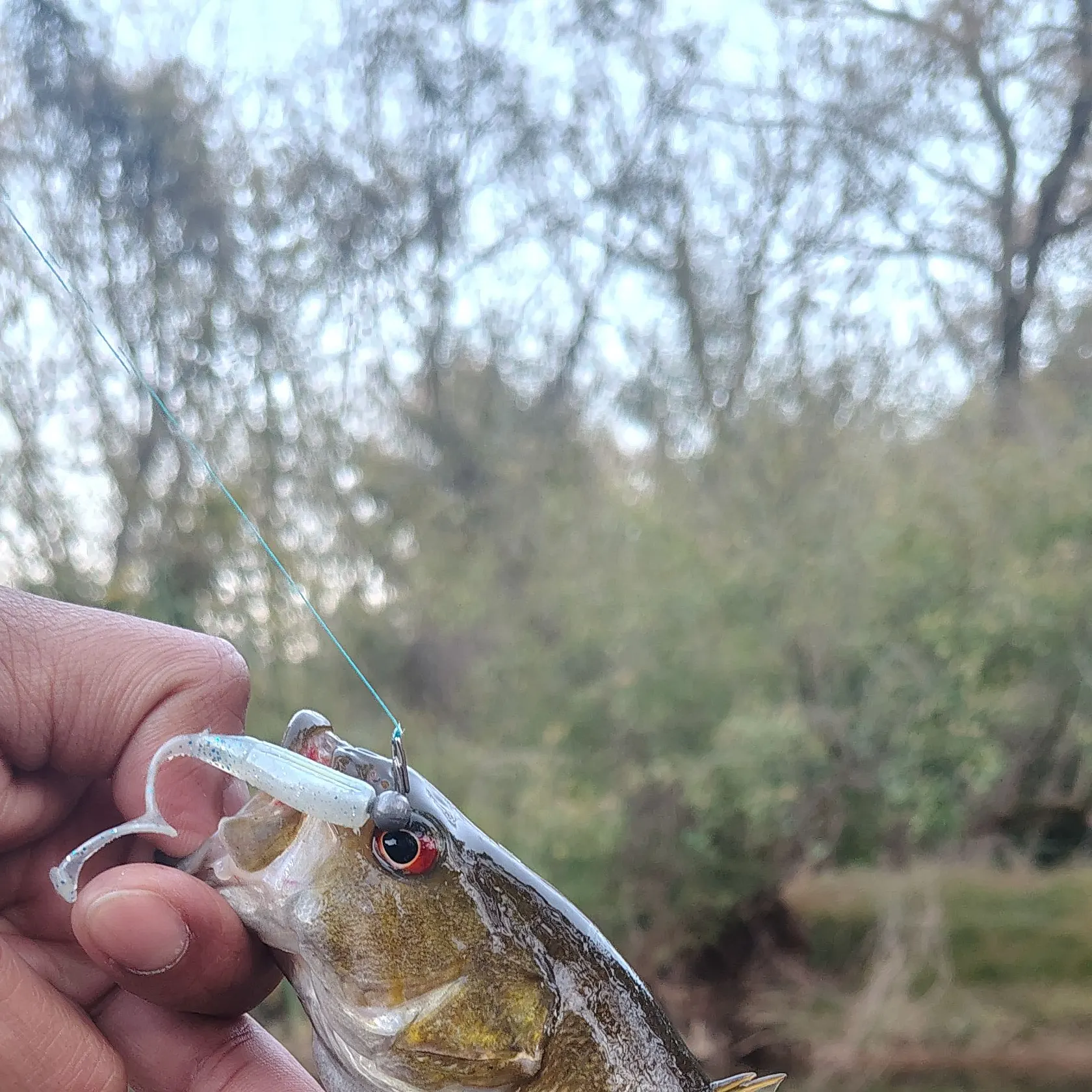 Smallmouth bass caught on Fishbrain