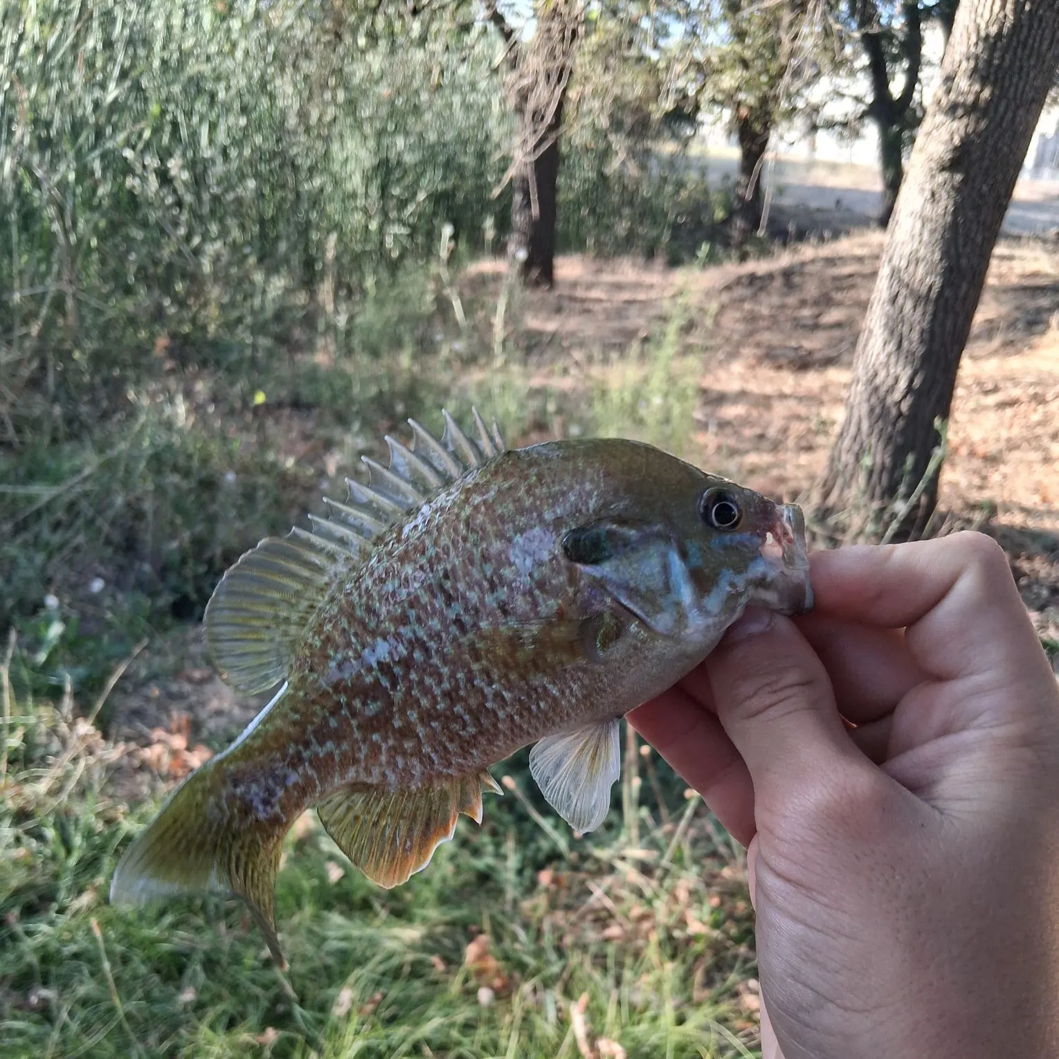 Greengill hybrid caught on Fishbrain