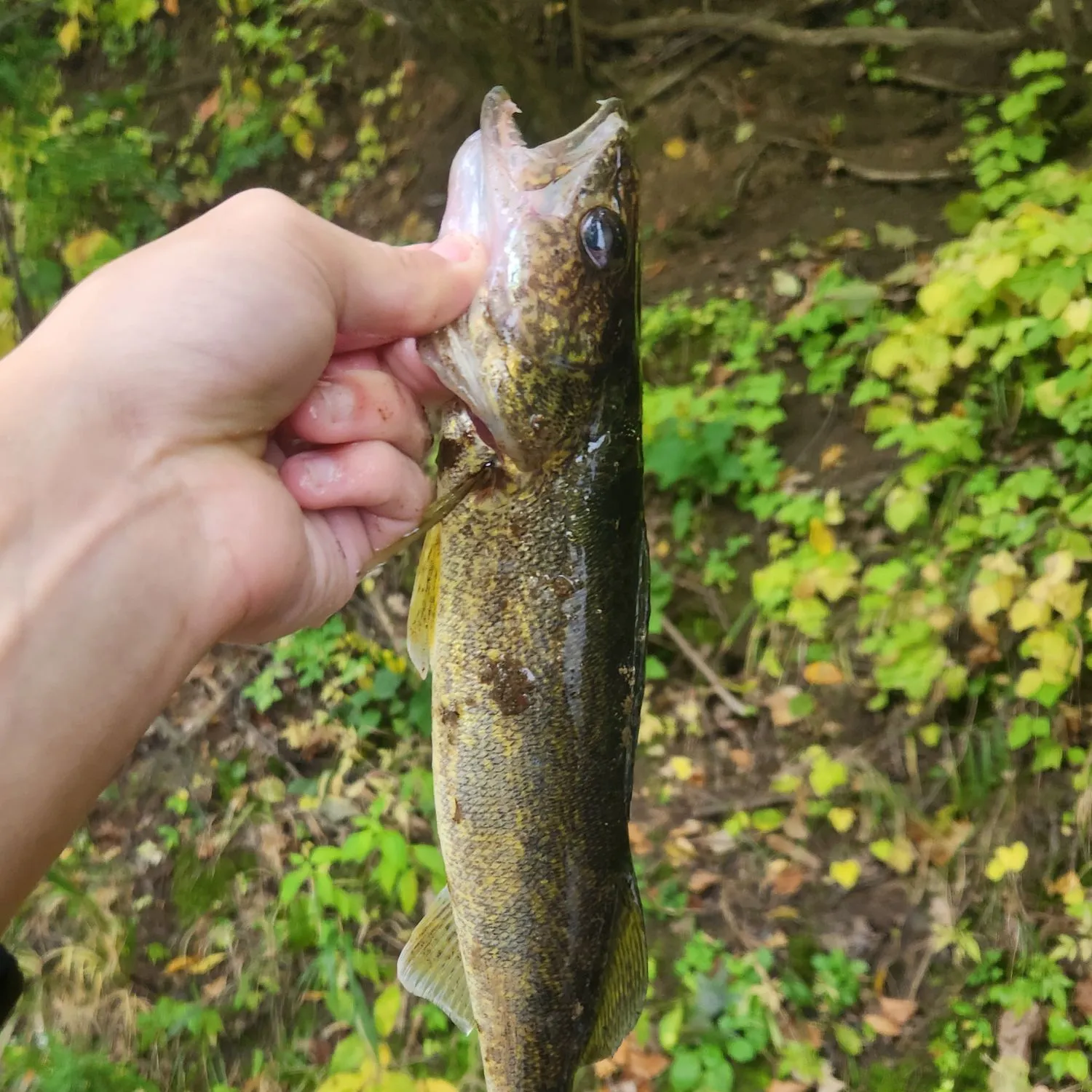Walleye caught on Fishbrain