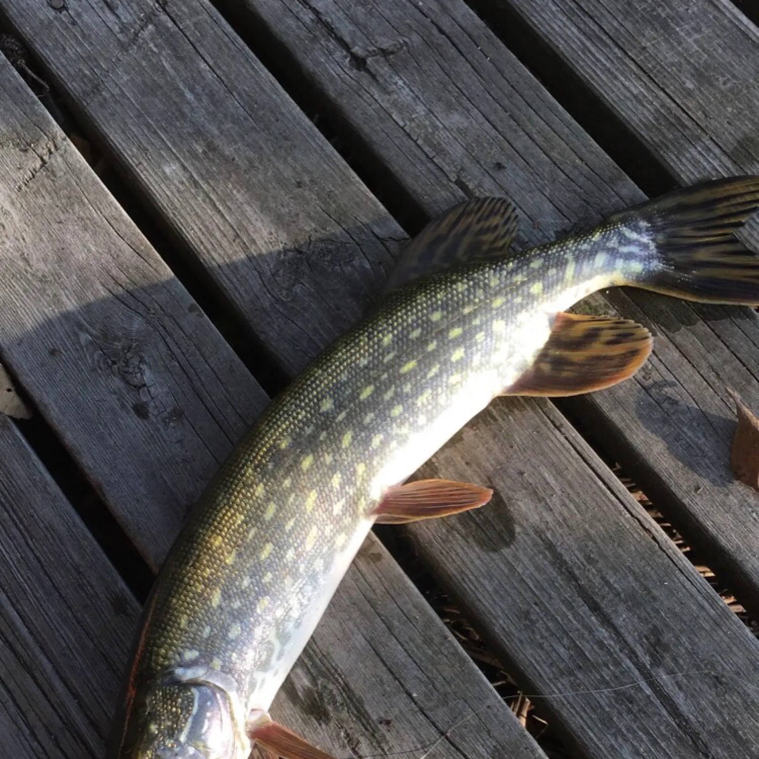 recently logged catches