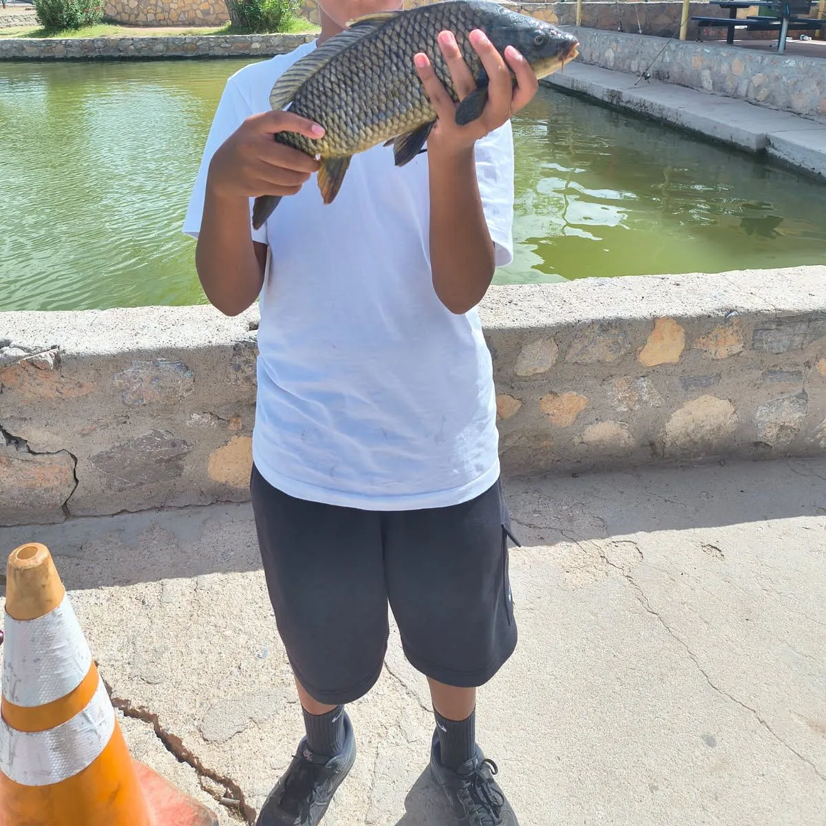 The most recent Common carp catches on Fishbrain
