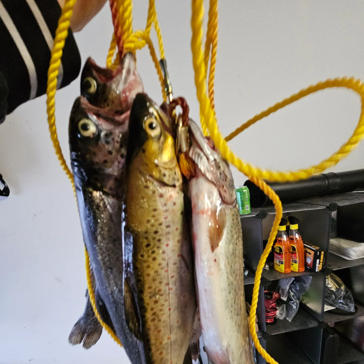 recently logged catches