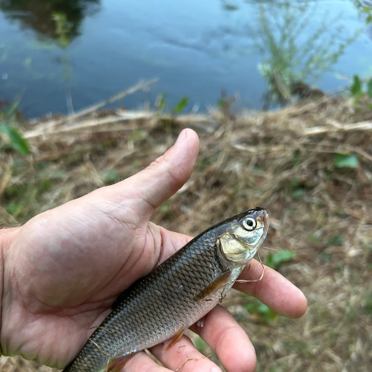 Fish caught on Fishbrain
