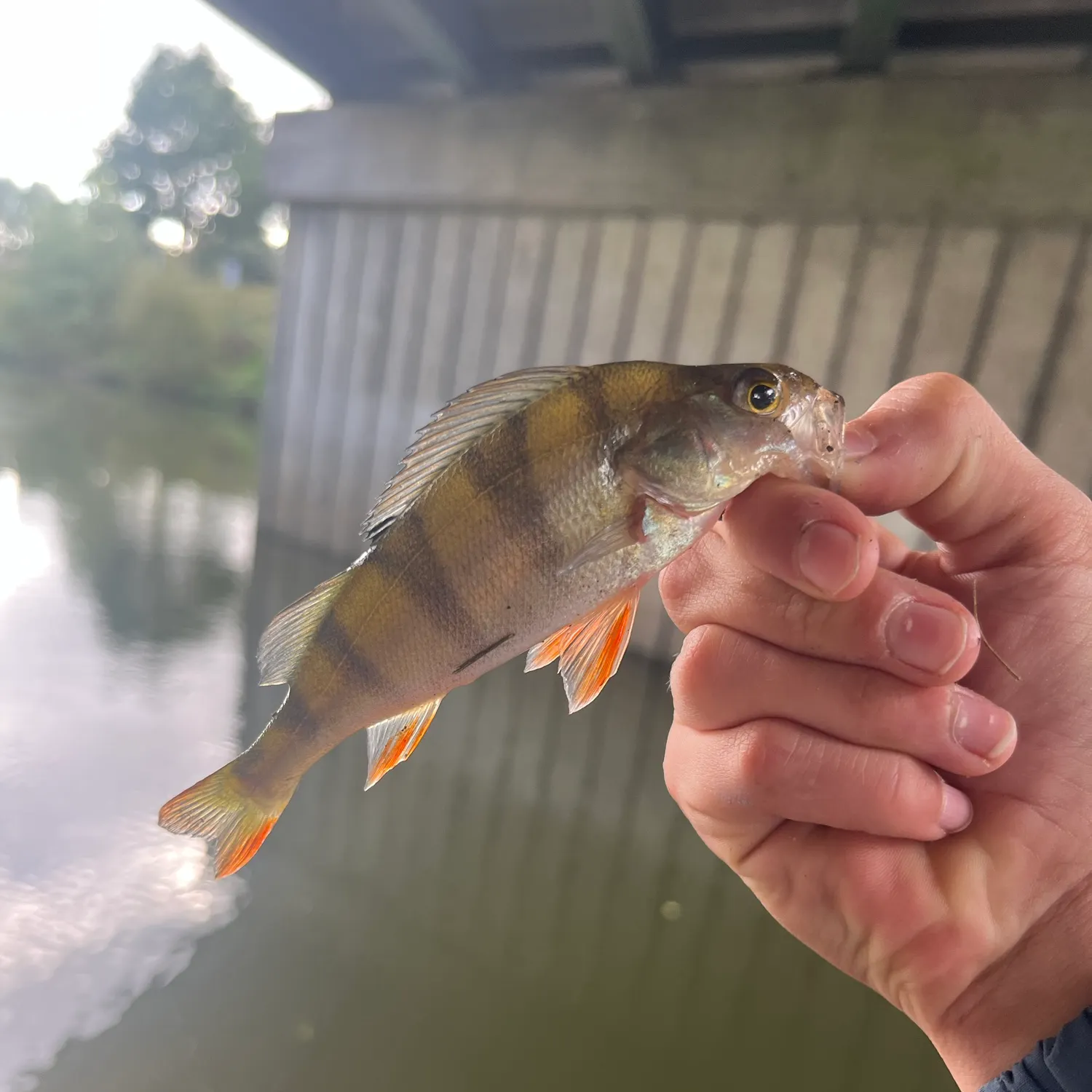 European perch caught on Fishbrain