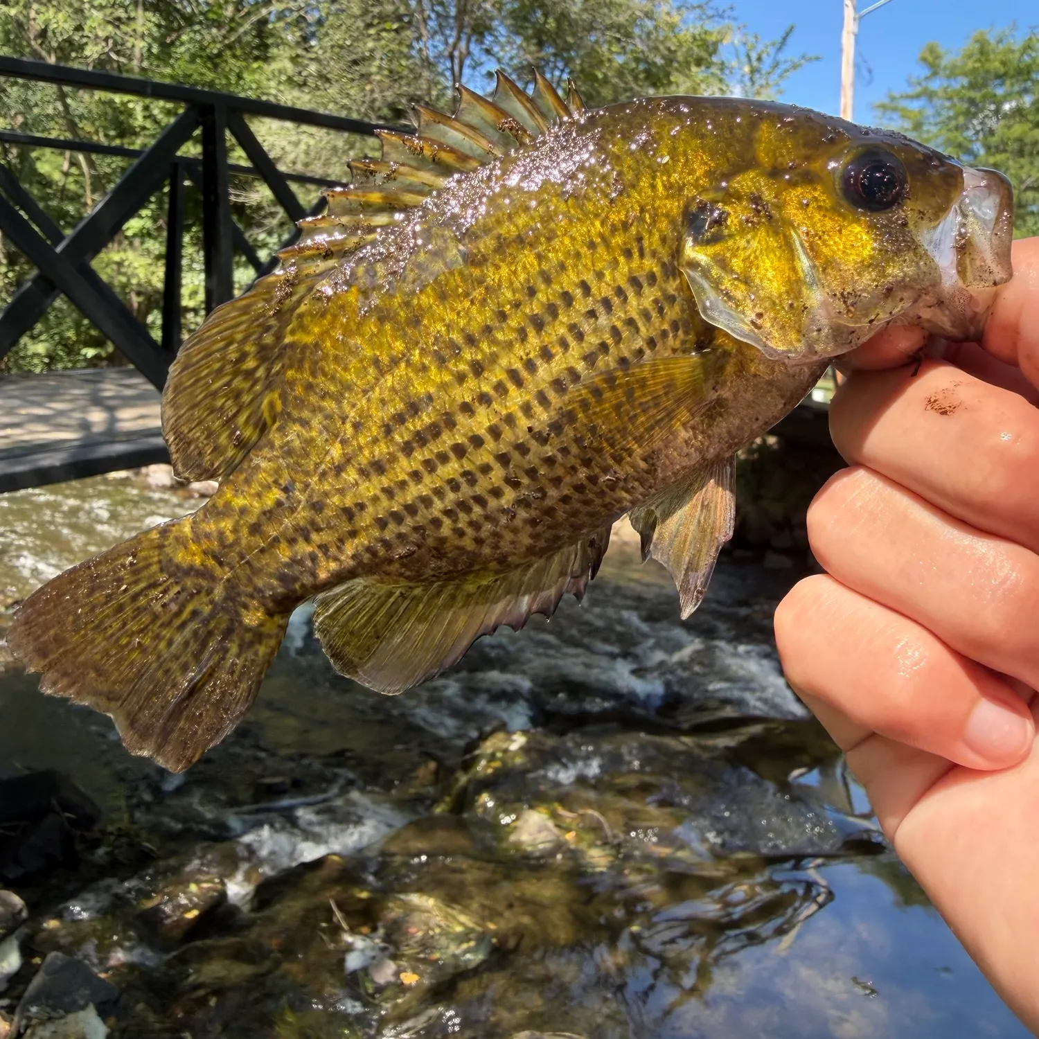 Rock bass caught on Fishbrain