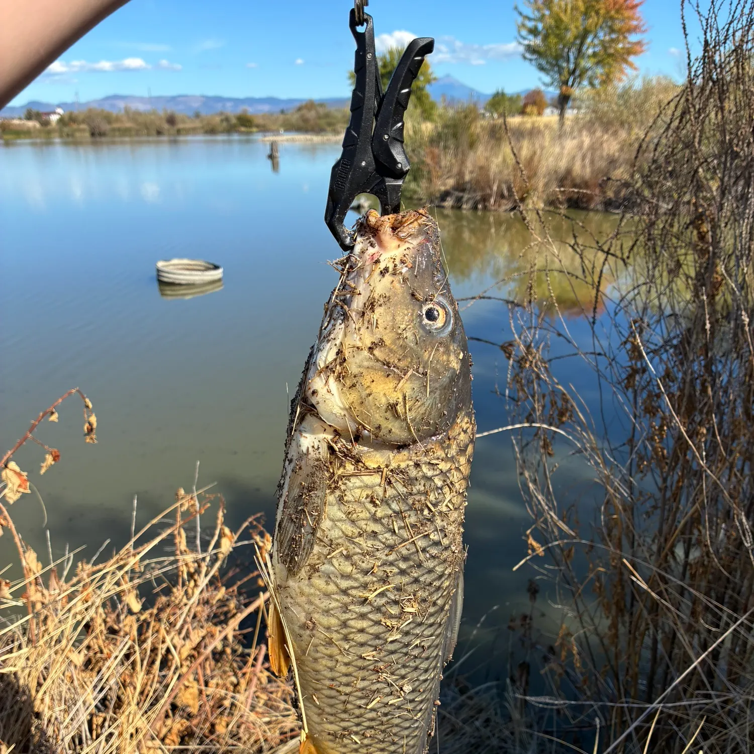 Common carp caught on Fishbrain