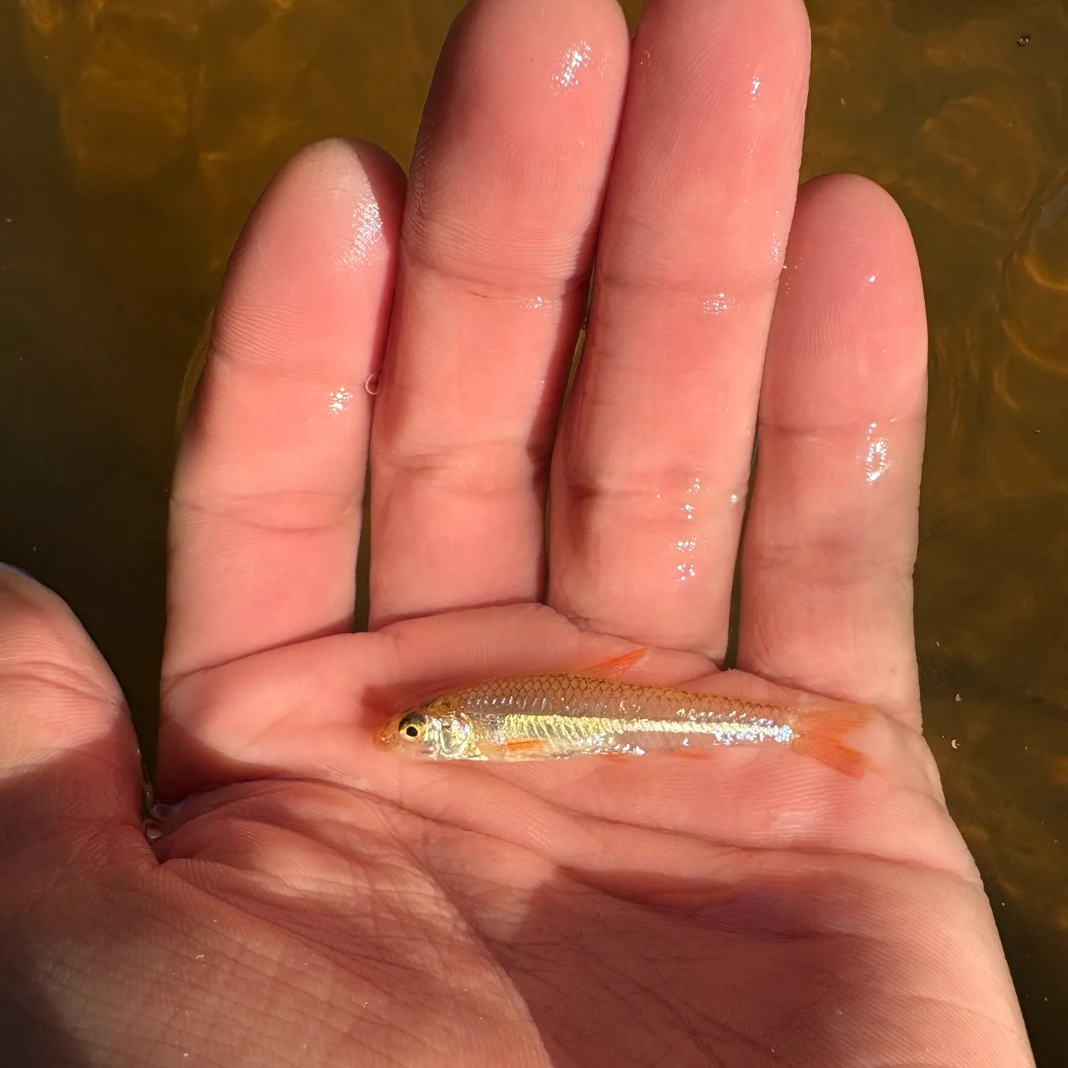 The most recent Orangefin shiner catches on Fishbrain