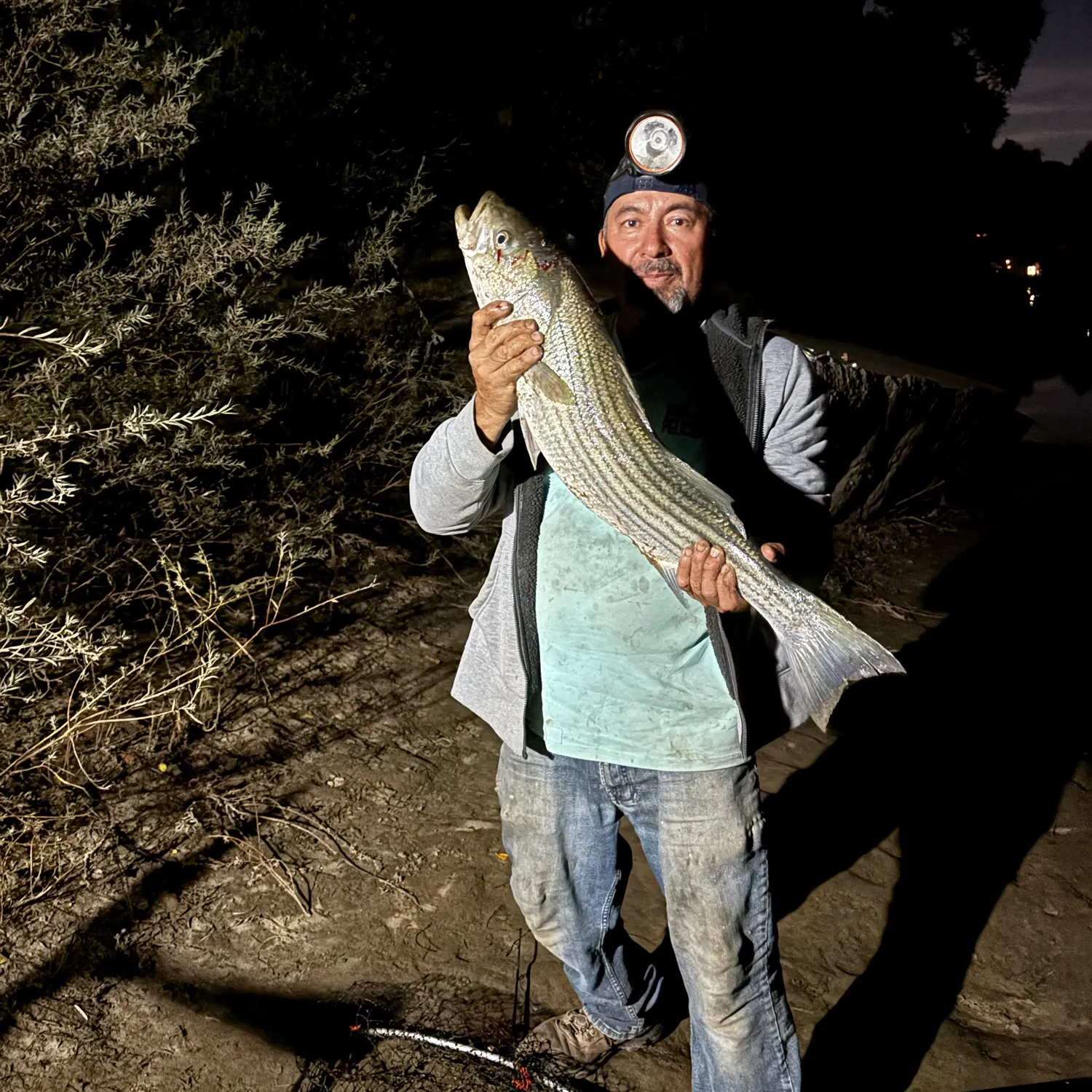 Striped bass caught on Fishbrain