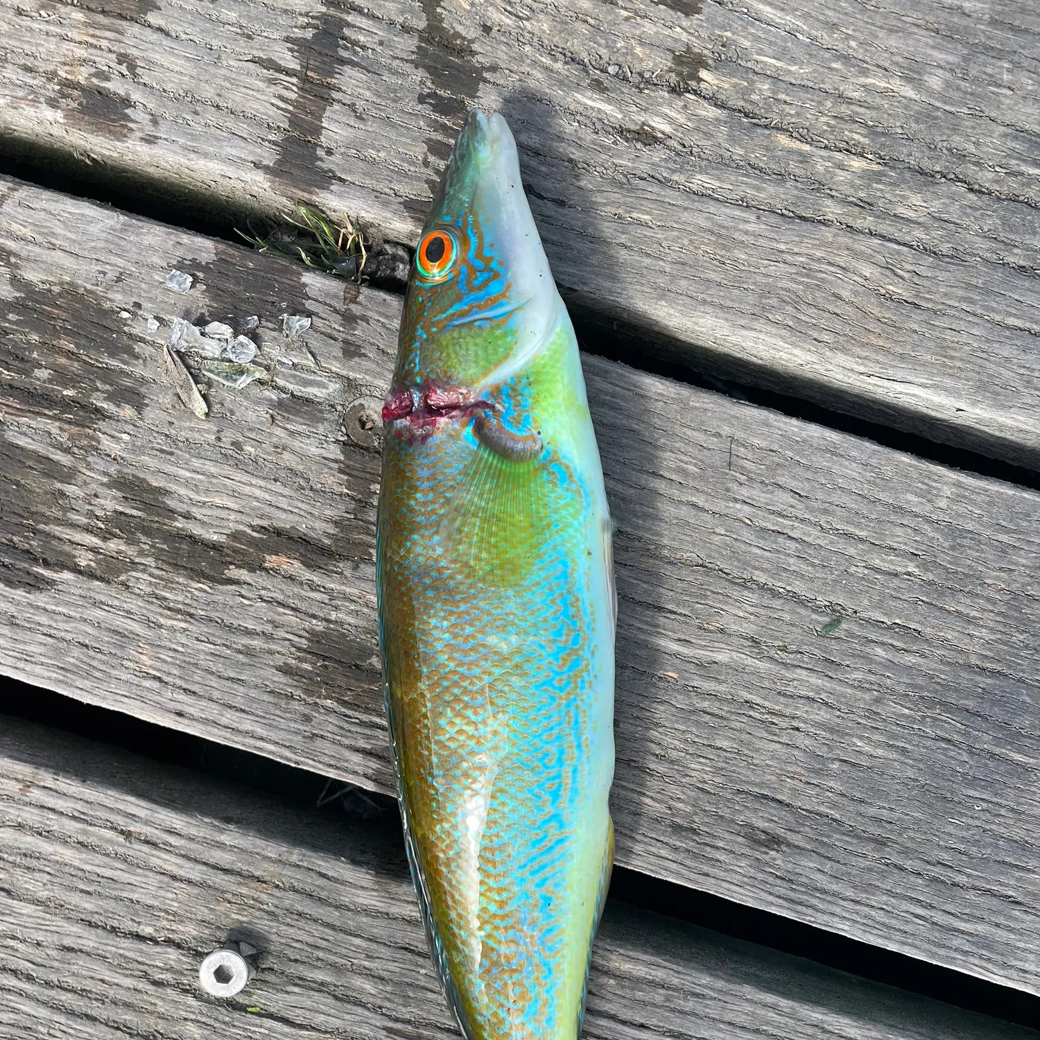 Blue weed whiting caught on Fishbrain