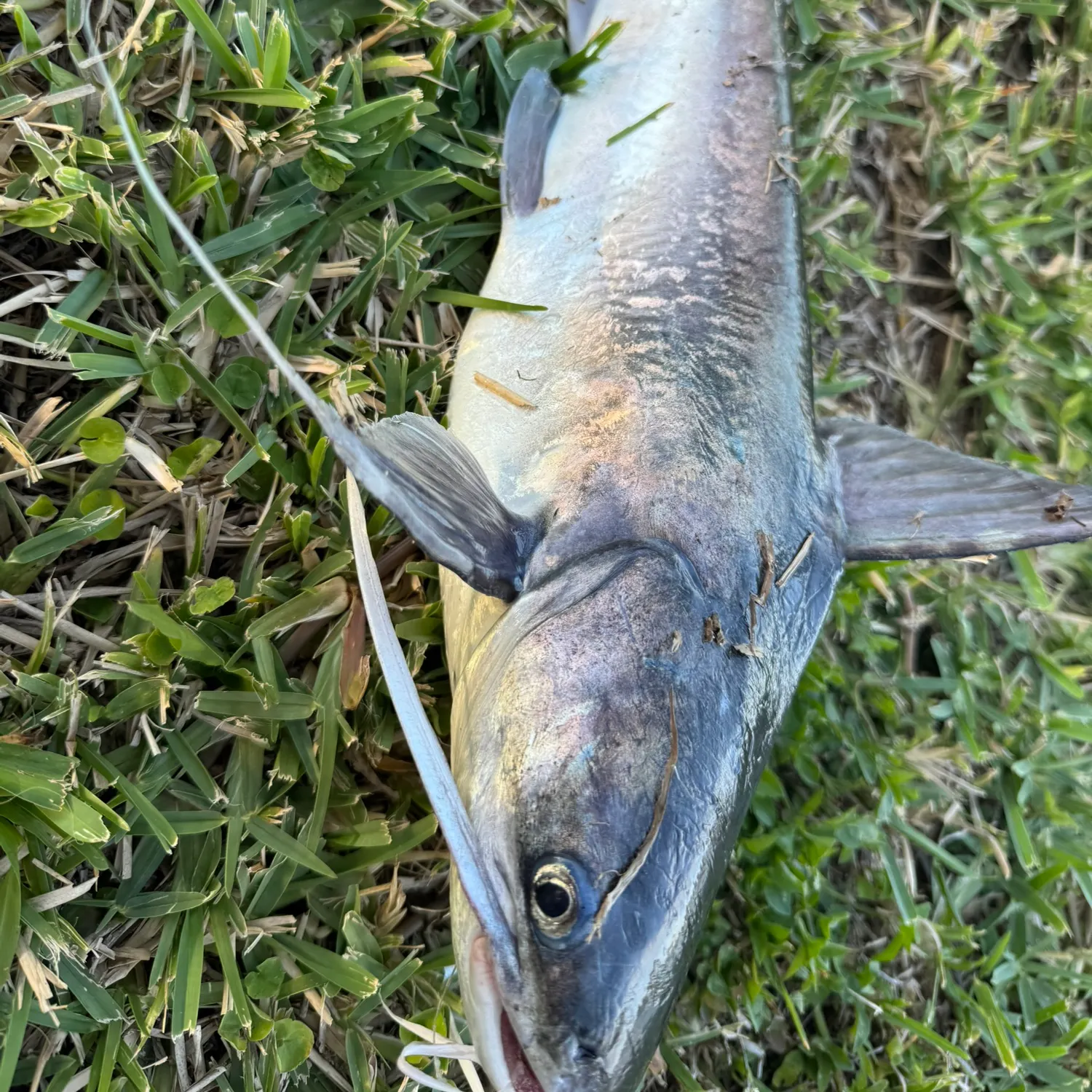 The most recent Gafftopsail sea catfish catches on Fishbrain