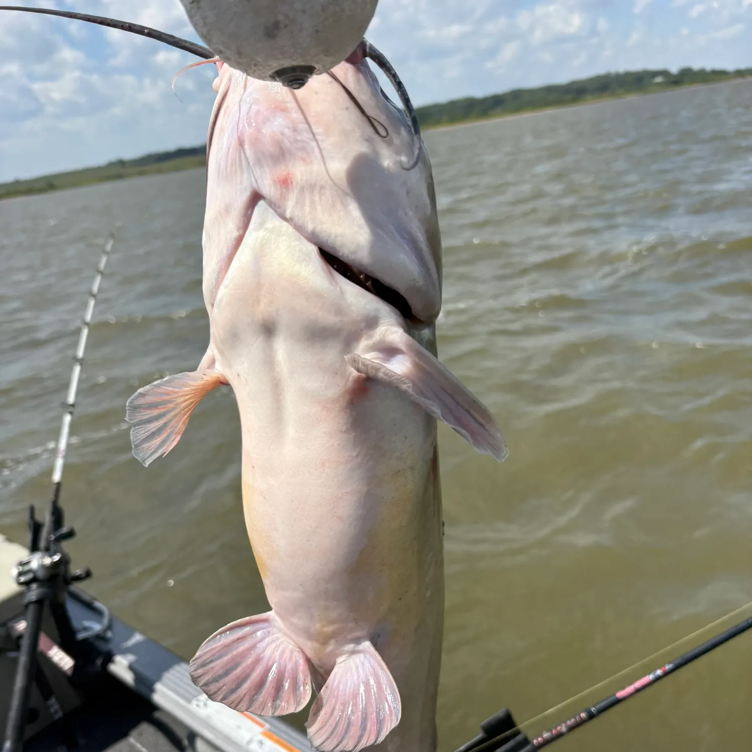 Channel catfish caught on Fishbrain