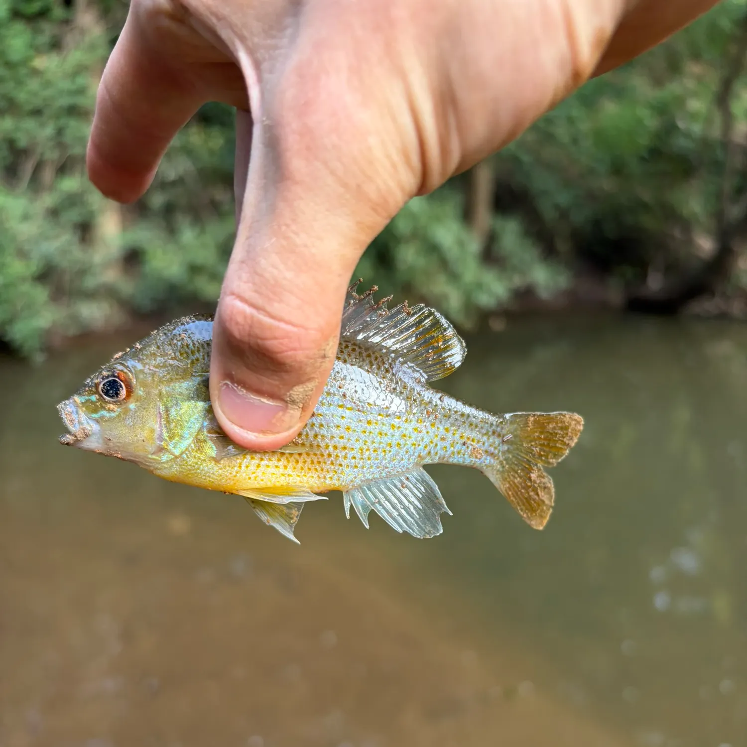 Redbreast sunfish caught on Fishbrain