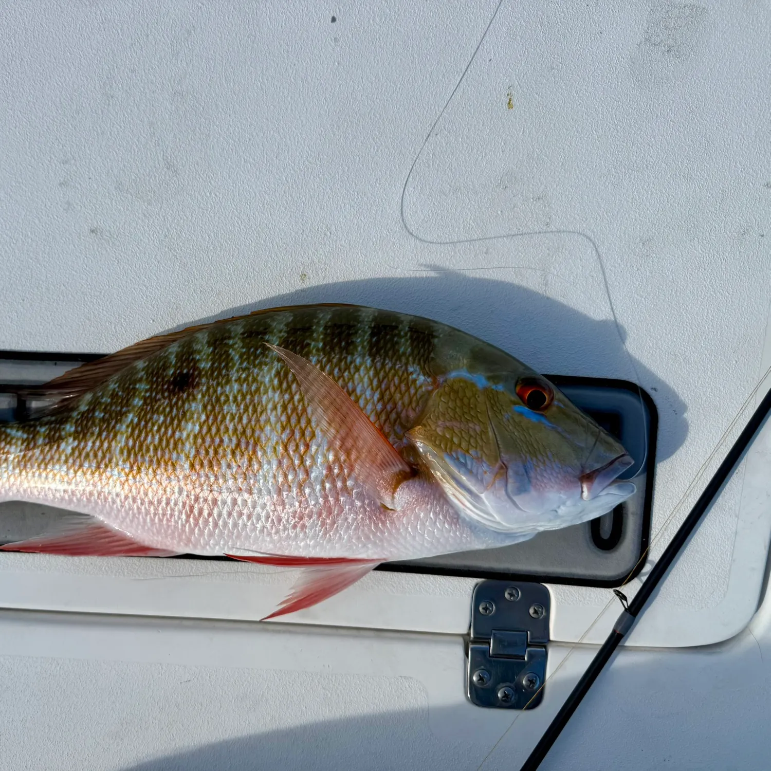 The most recent Mutton snapper catches on Fishbrain