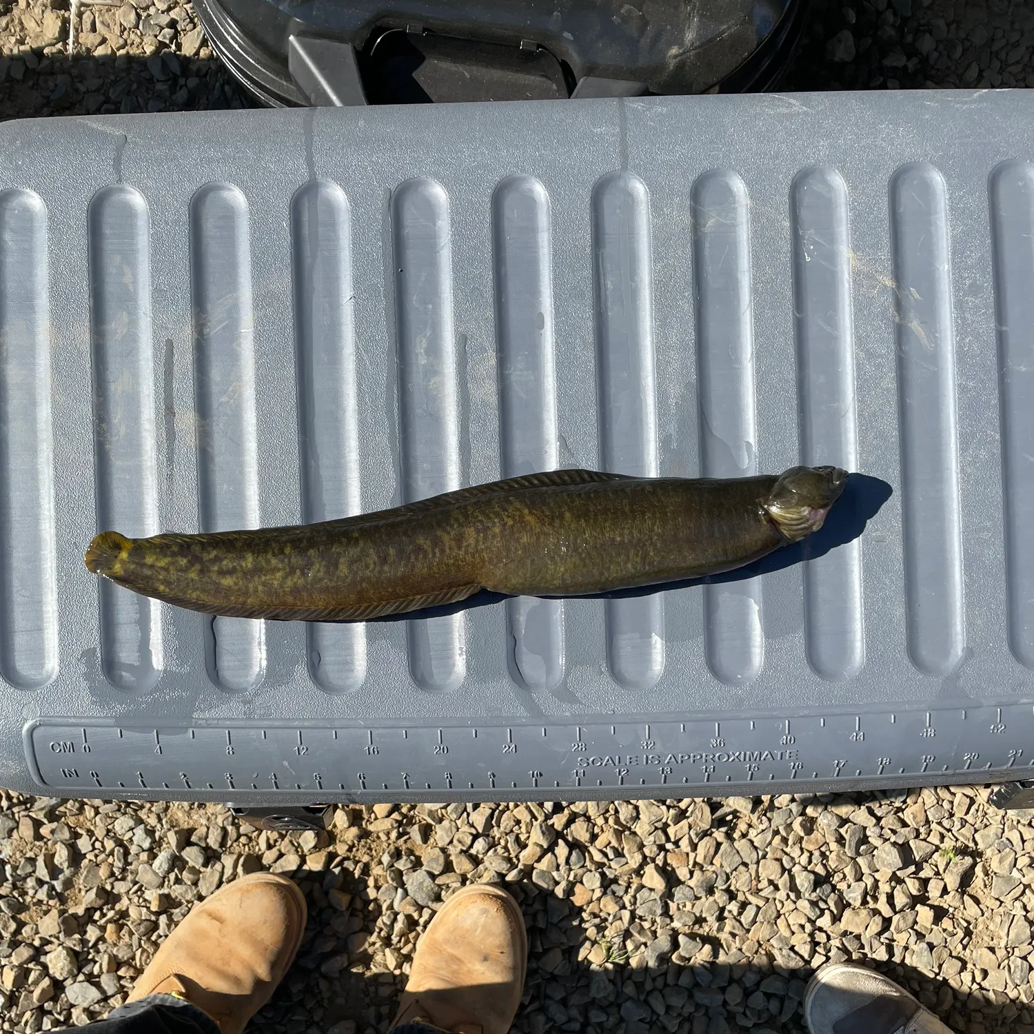 The most recent Monkeyface prickleback catches on Fishbrain