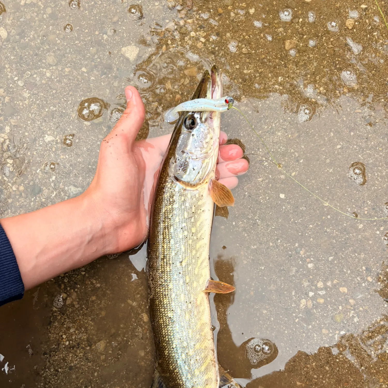 Northern pike caught on Fishbrain