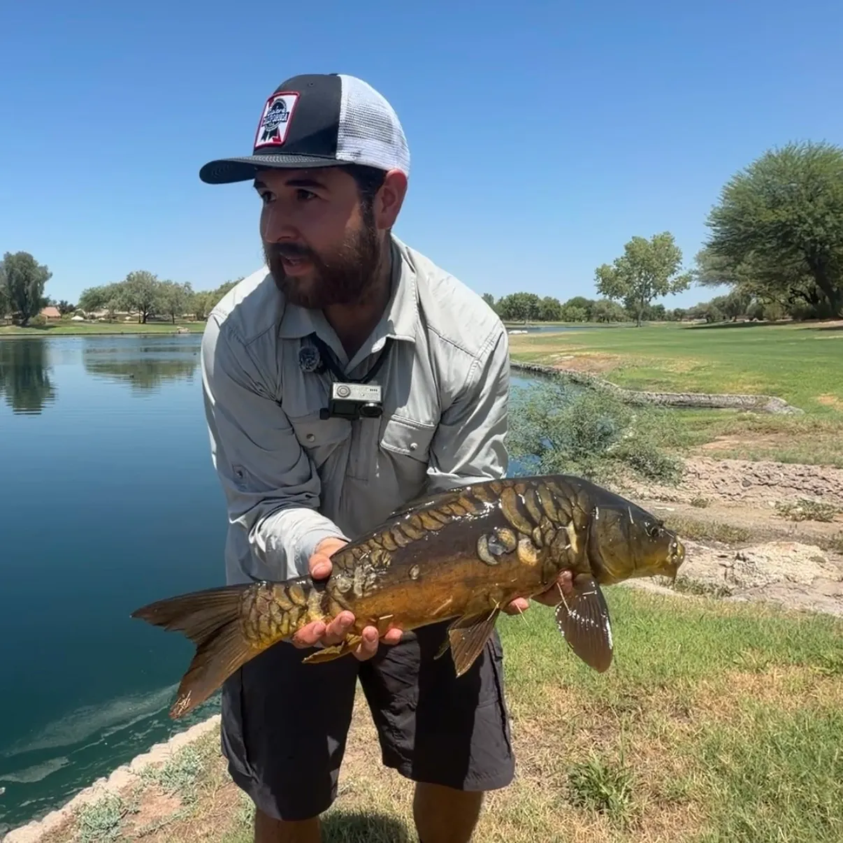 Mirror carp caught on Fishbrain