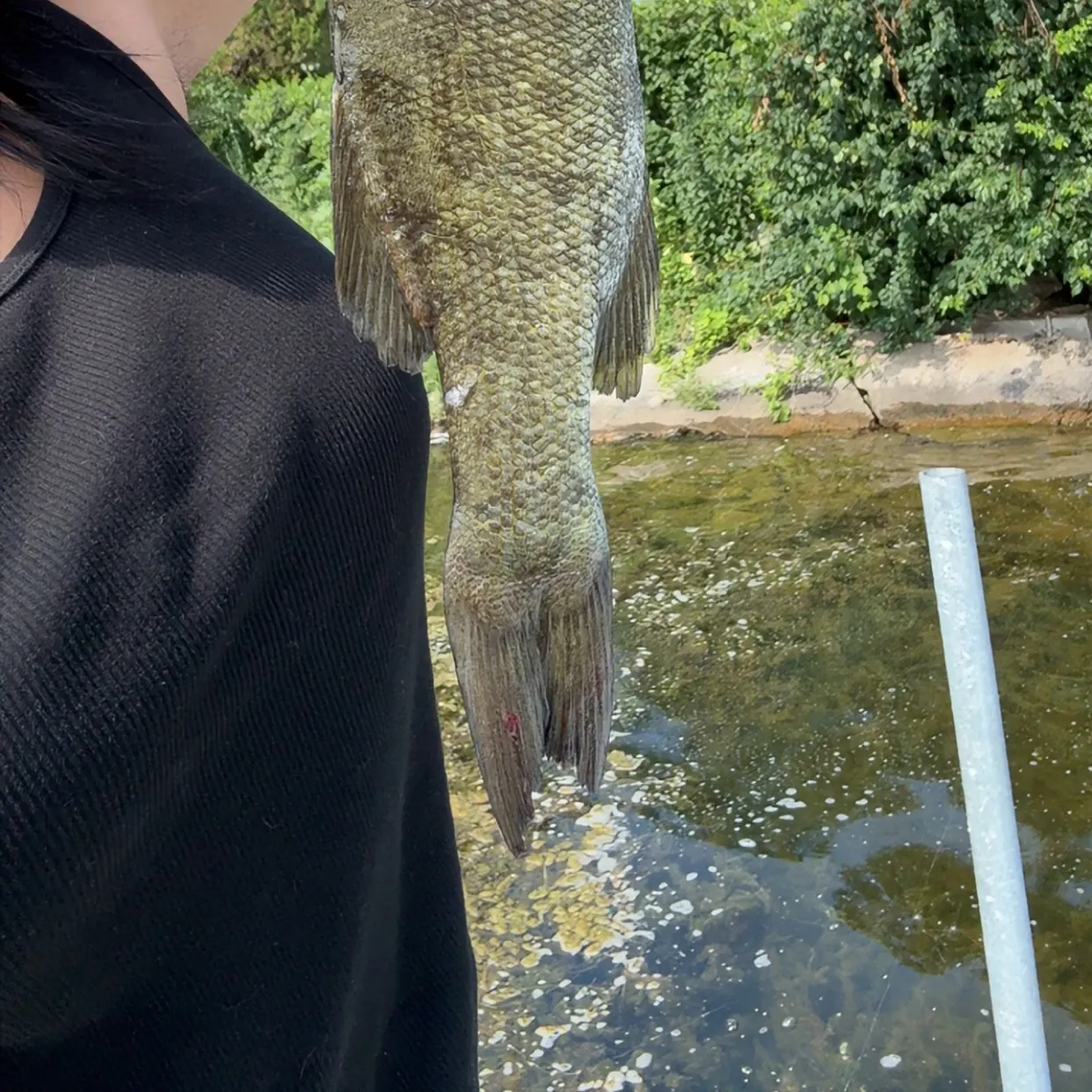 Smallmouth bass caught on Fishbrain