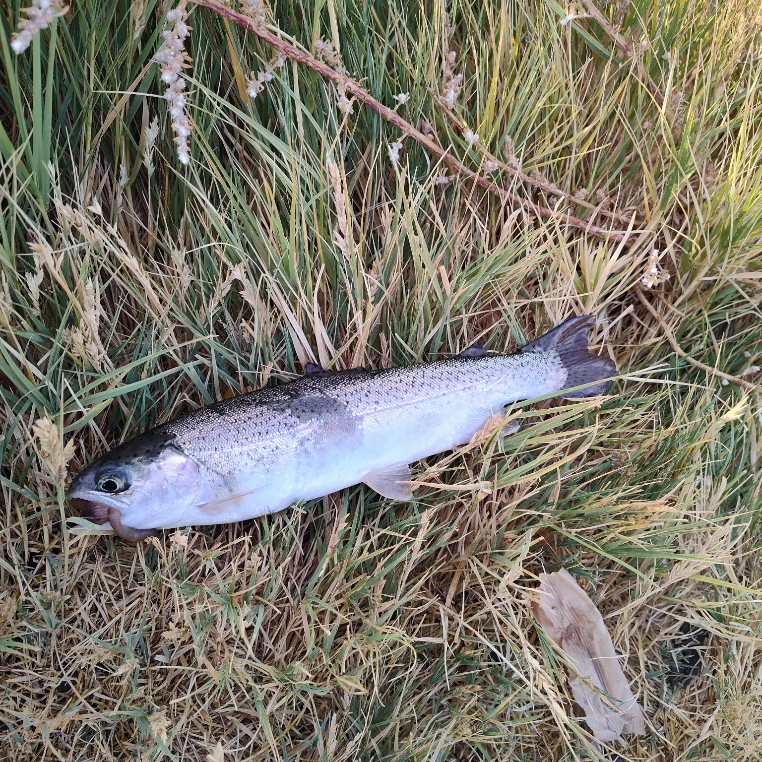 Rainbow trout caught on Fishbrain