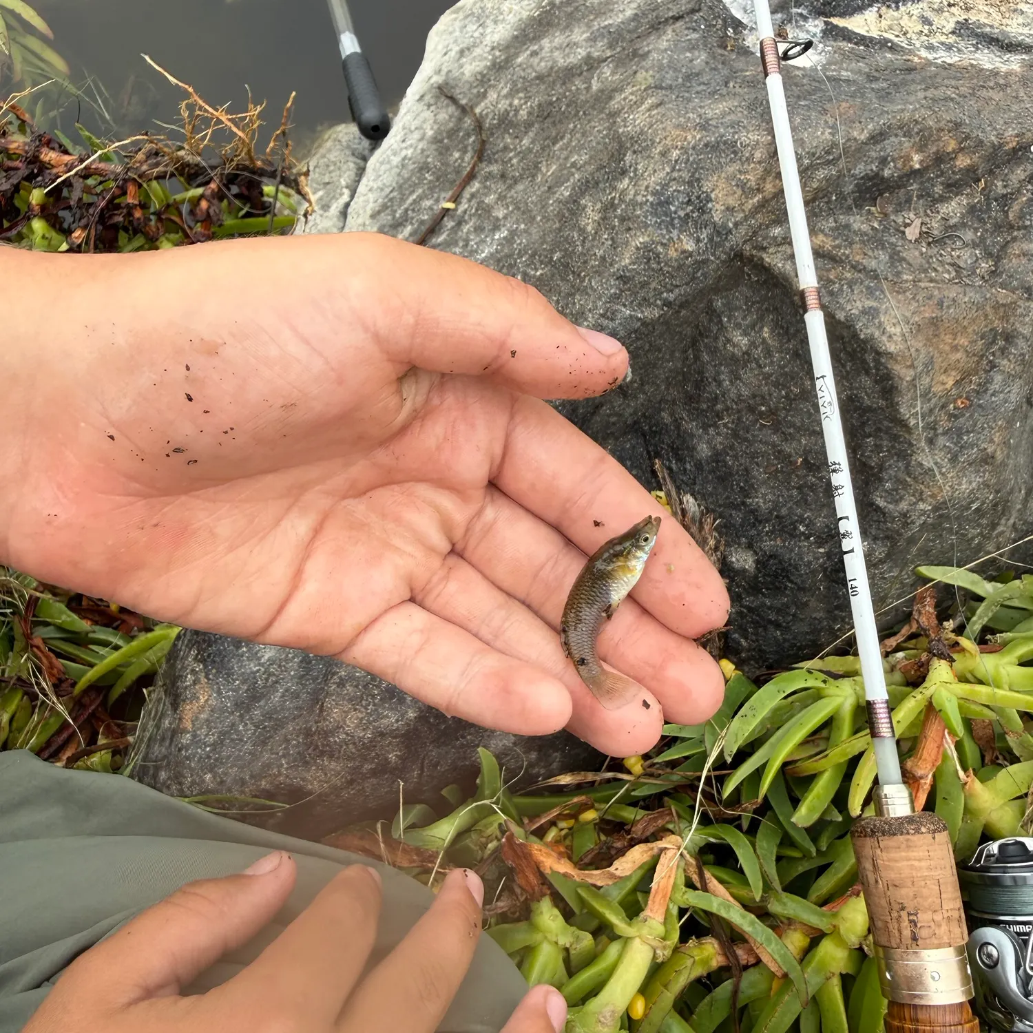 The most recent Western mosquitofish catches on Fishbrain