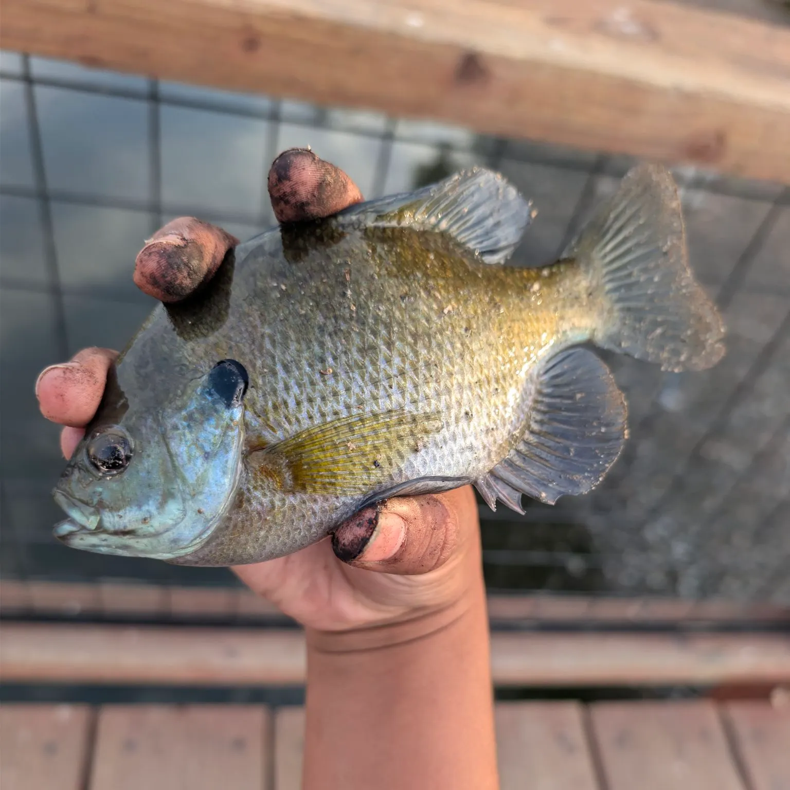 Bluegill caught on Fishbrain