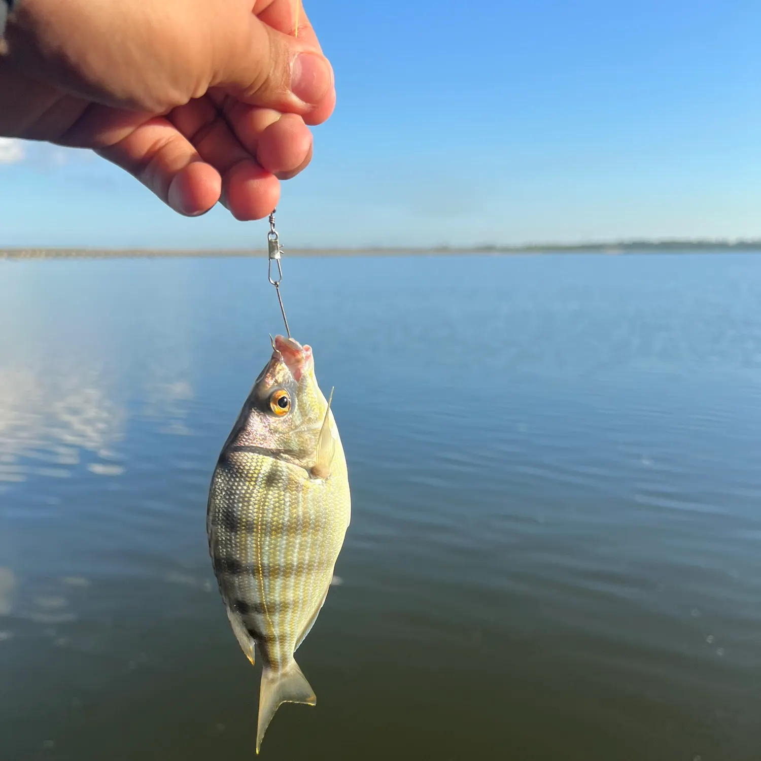 Pinfish caught on Fishbrain