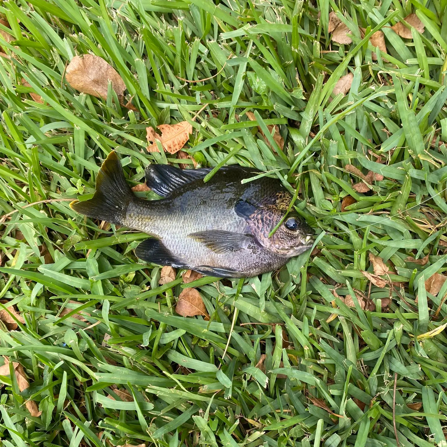 The most recent Alligator x longnose gar catches on Fishbrain