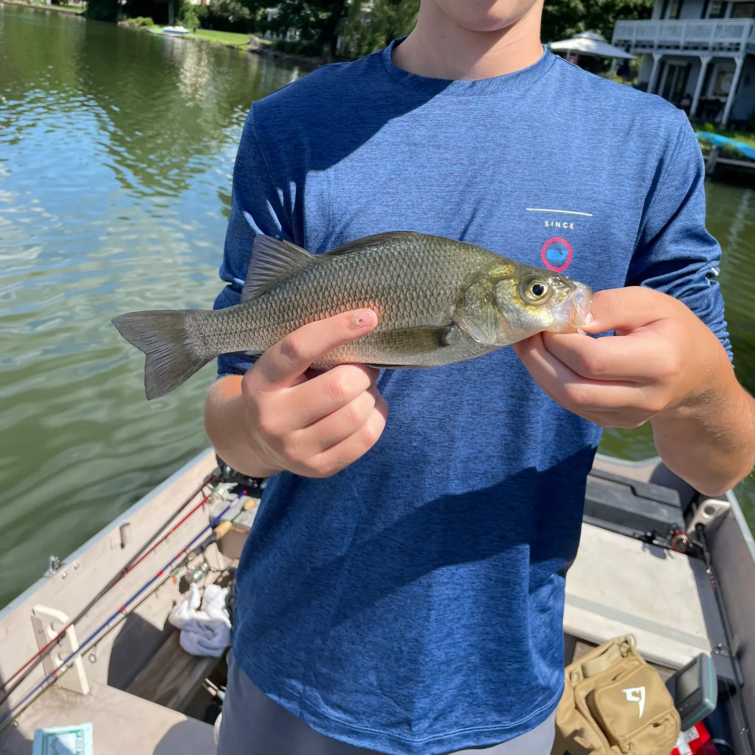 White perch caught on Fishbrain