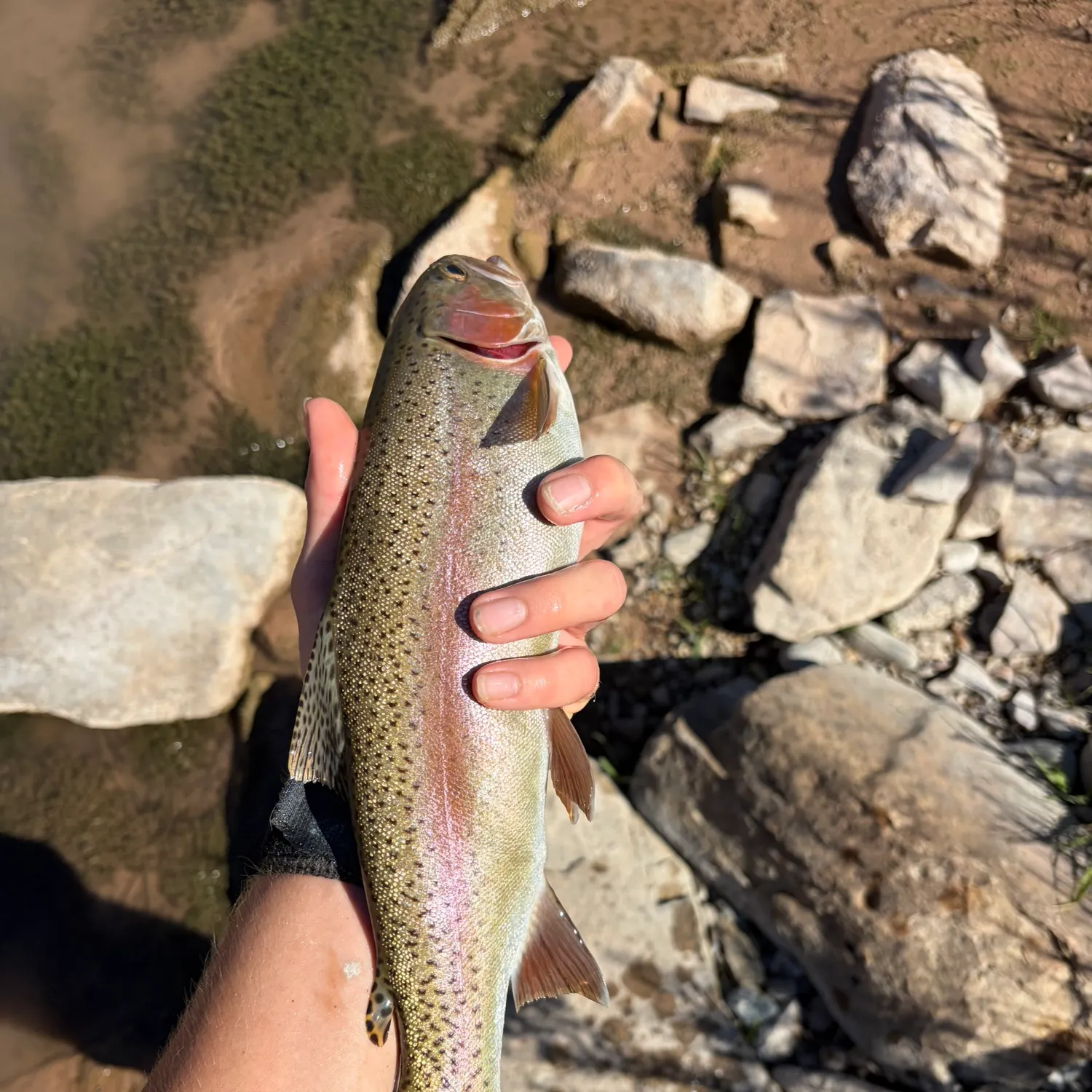 Rainbow trout caught on Fishbrain