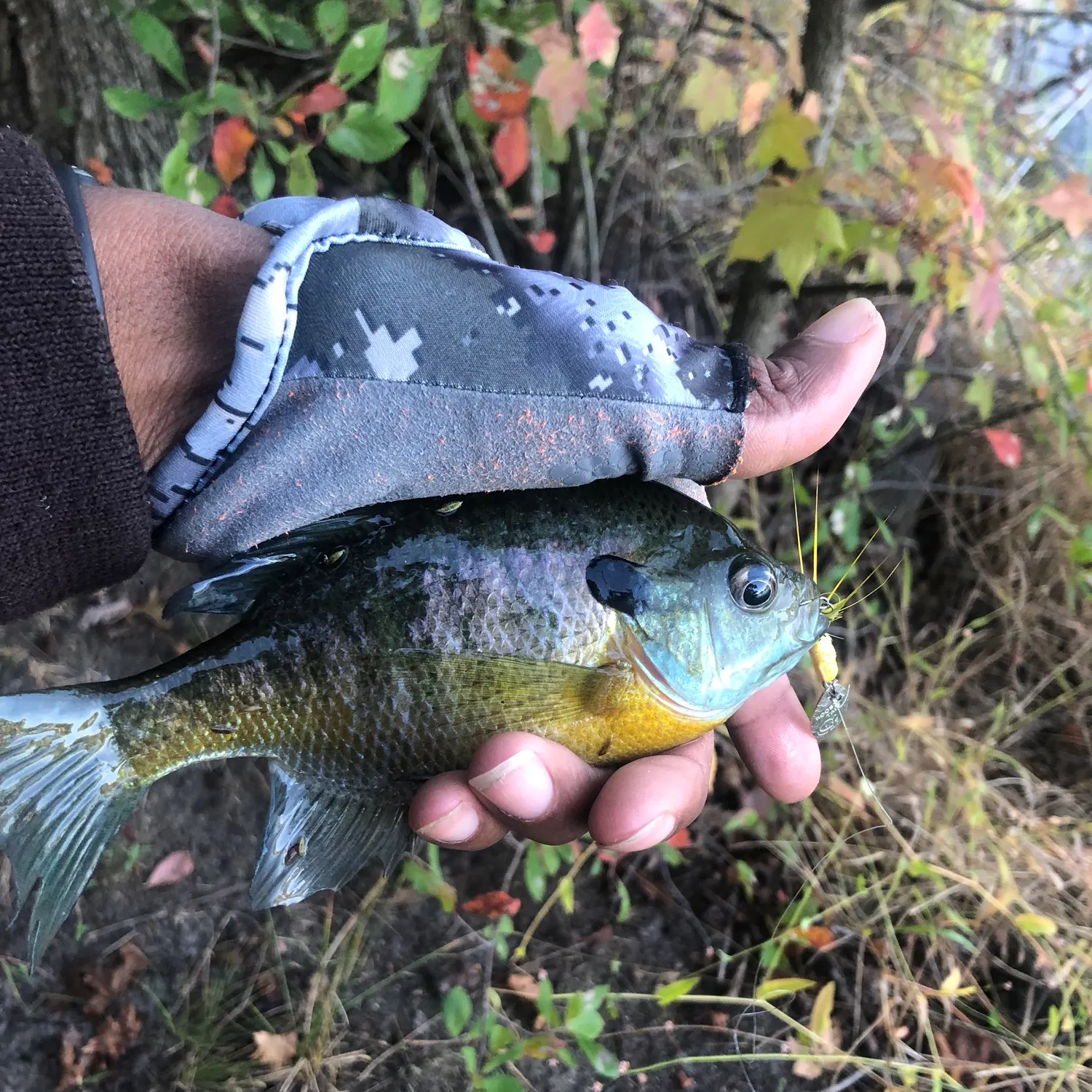 Bluegill caught on Fishbrain