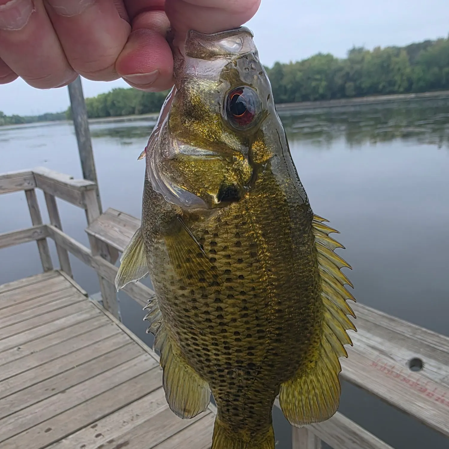Rock bass caught on Fishbrain