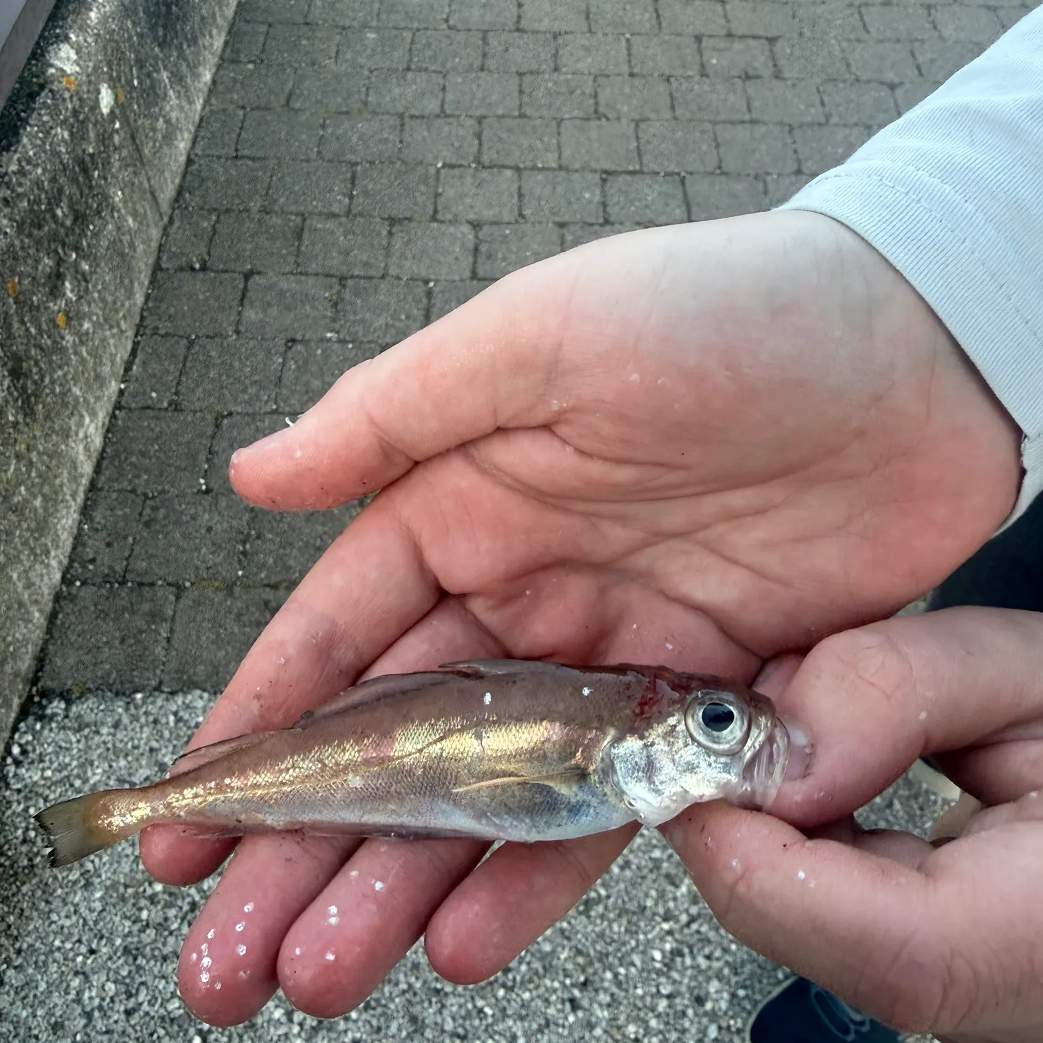 The most recent Poor cod catches on Fishbrain