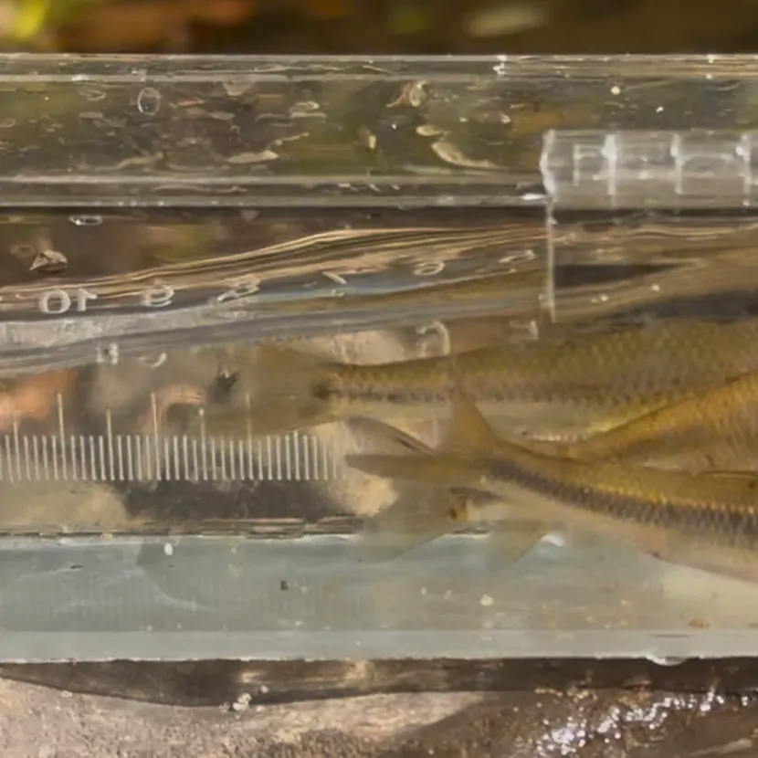 The most recent Swallowtail shiner catches on Fishbrain