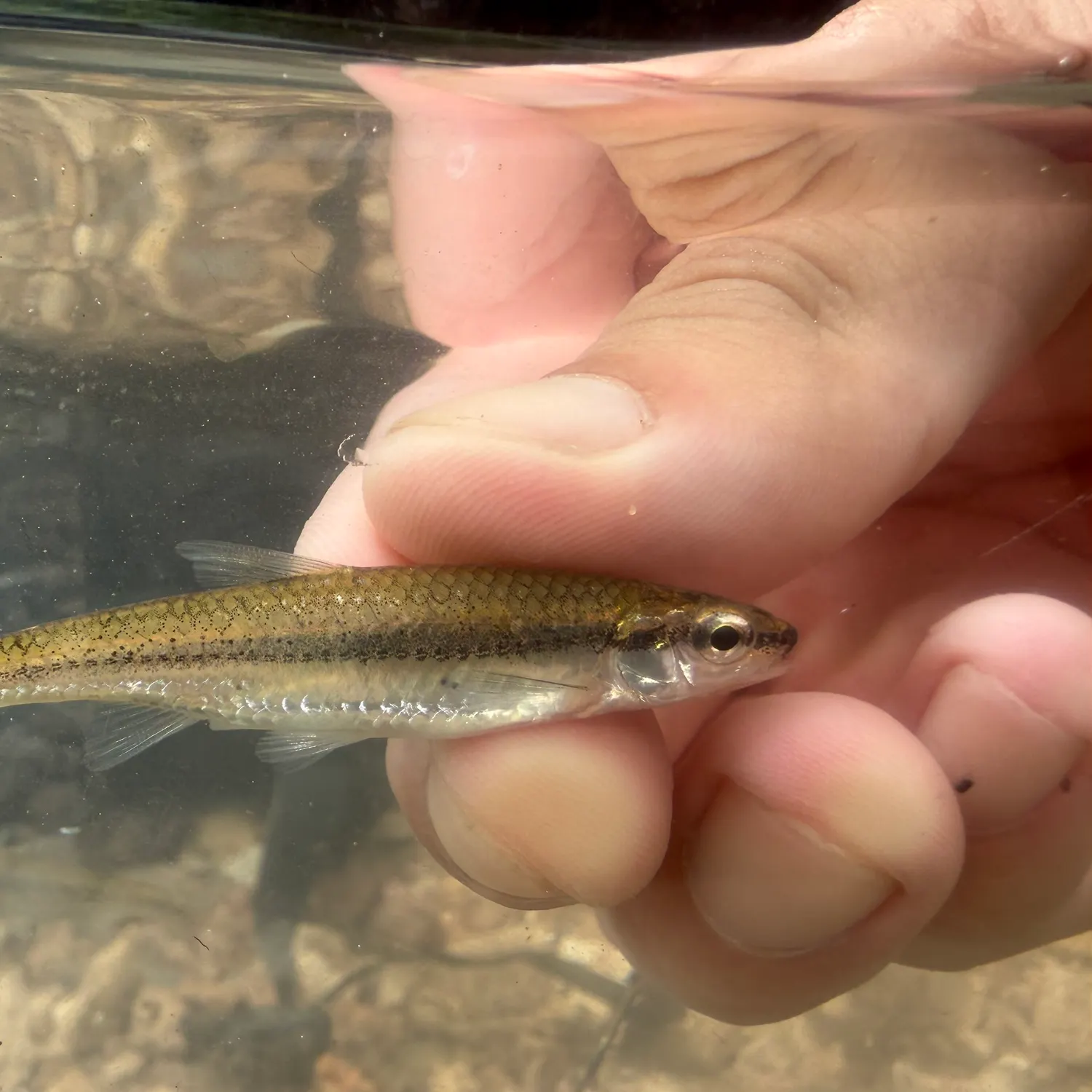 The most recent Ozark minnow catches on Fishbrain
