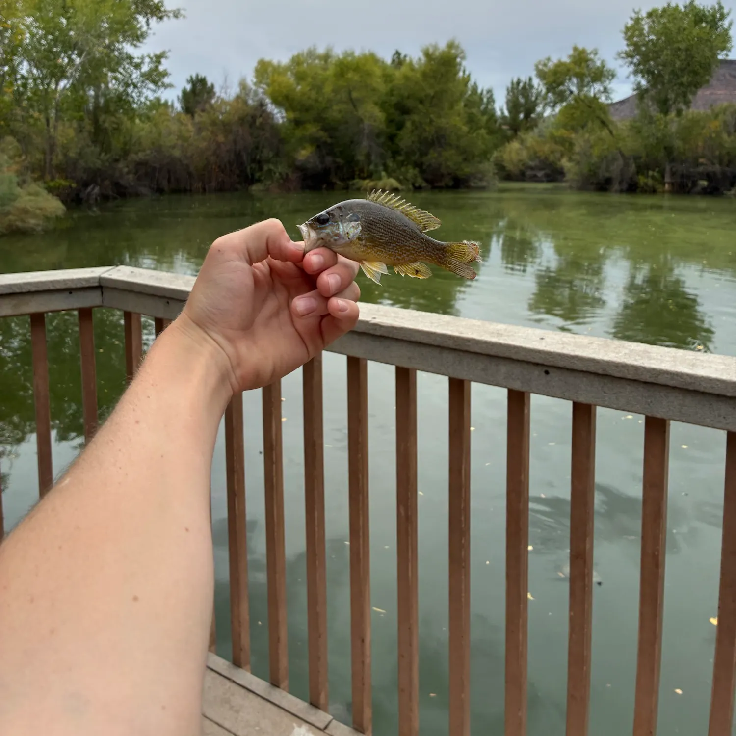 Green sunfish caught on Fishbrain