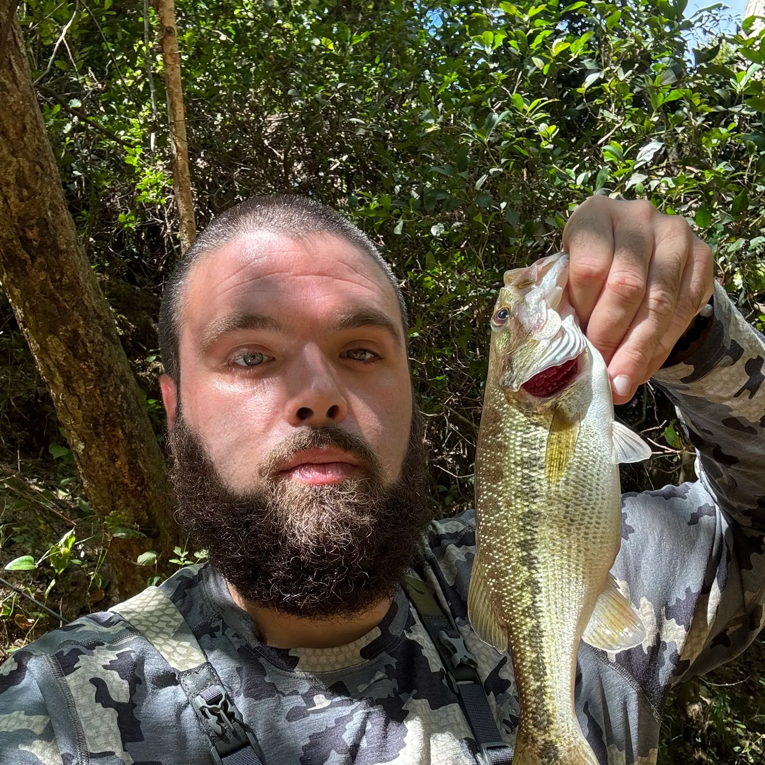 Spotted bass caught on Fishbrain