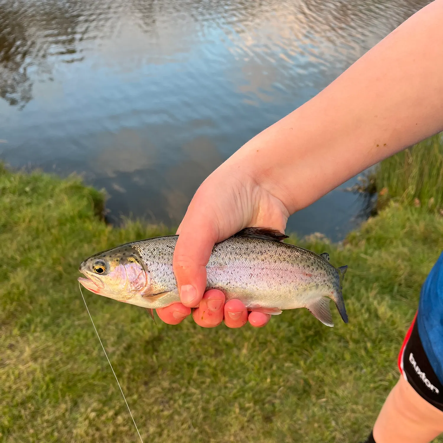 Rainbow trout caught on Fishbrain