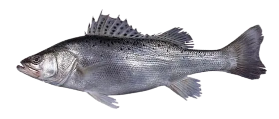 Japanese seabass