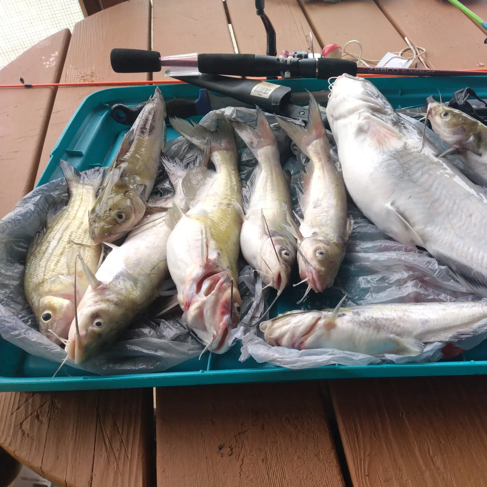 recently logged catches