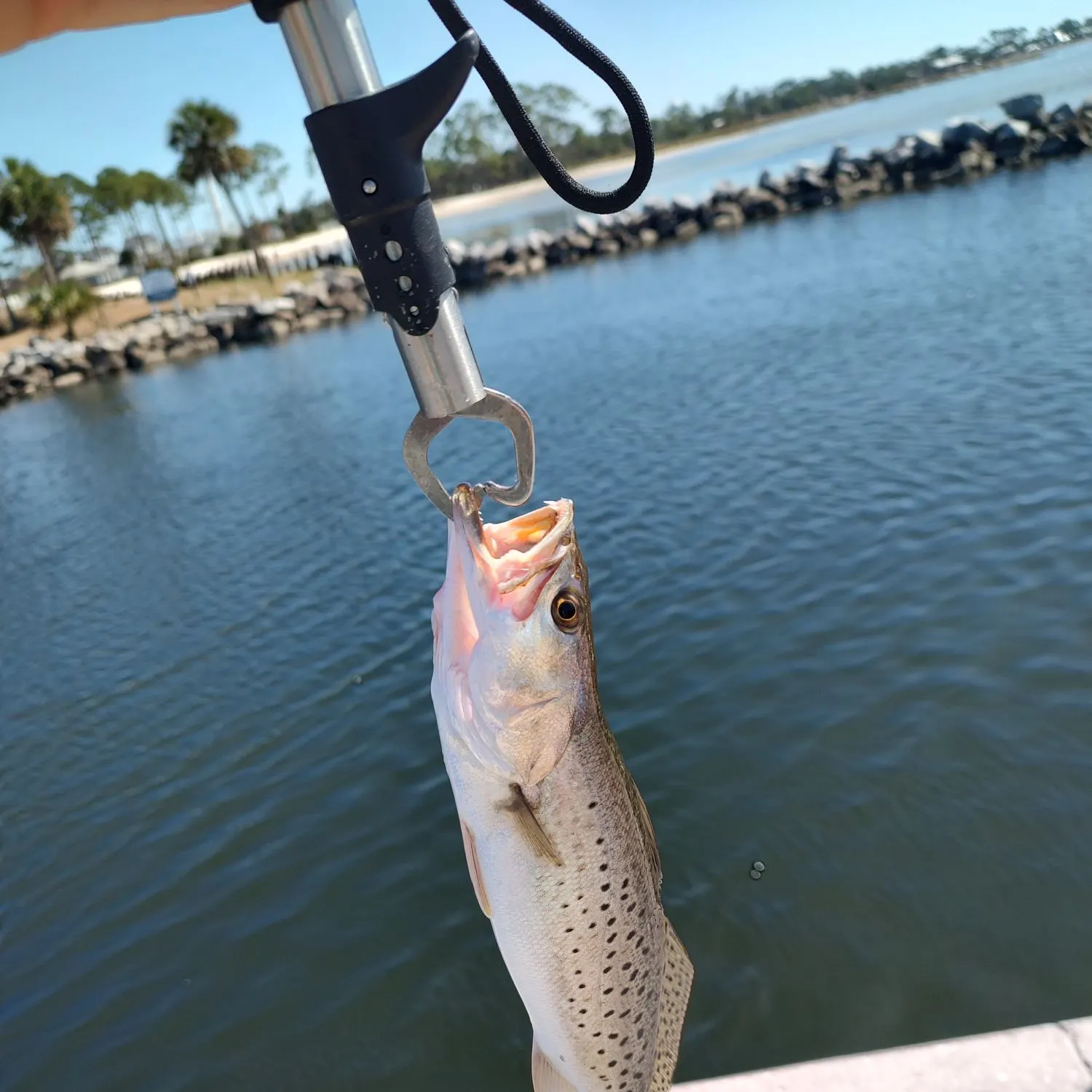 Spotted seatrout caught on Fishbrain
